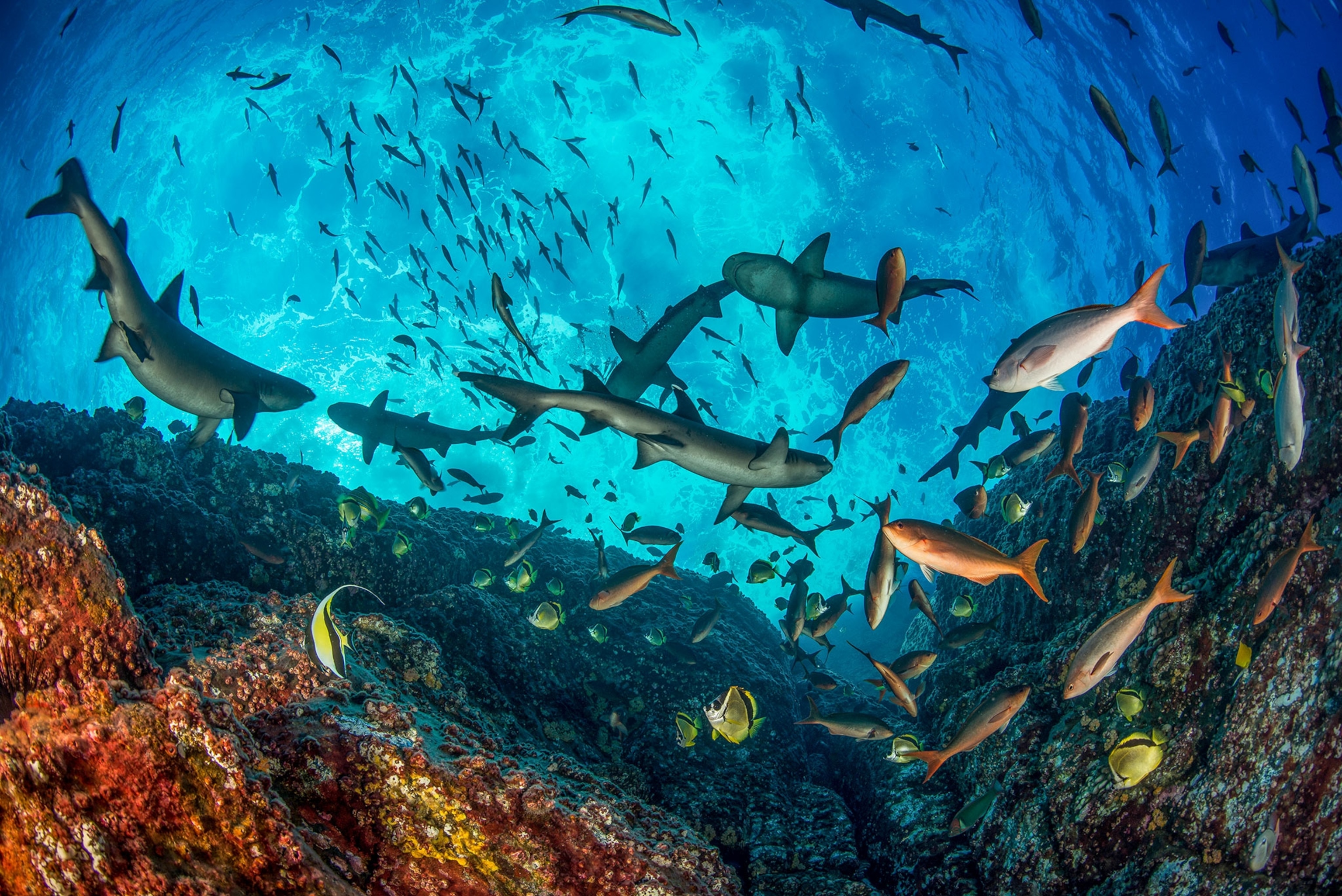 Fish of varying colors underwater.