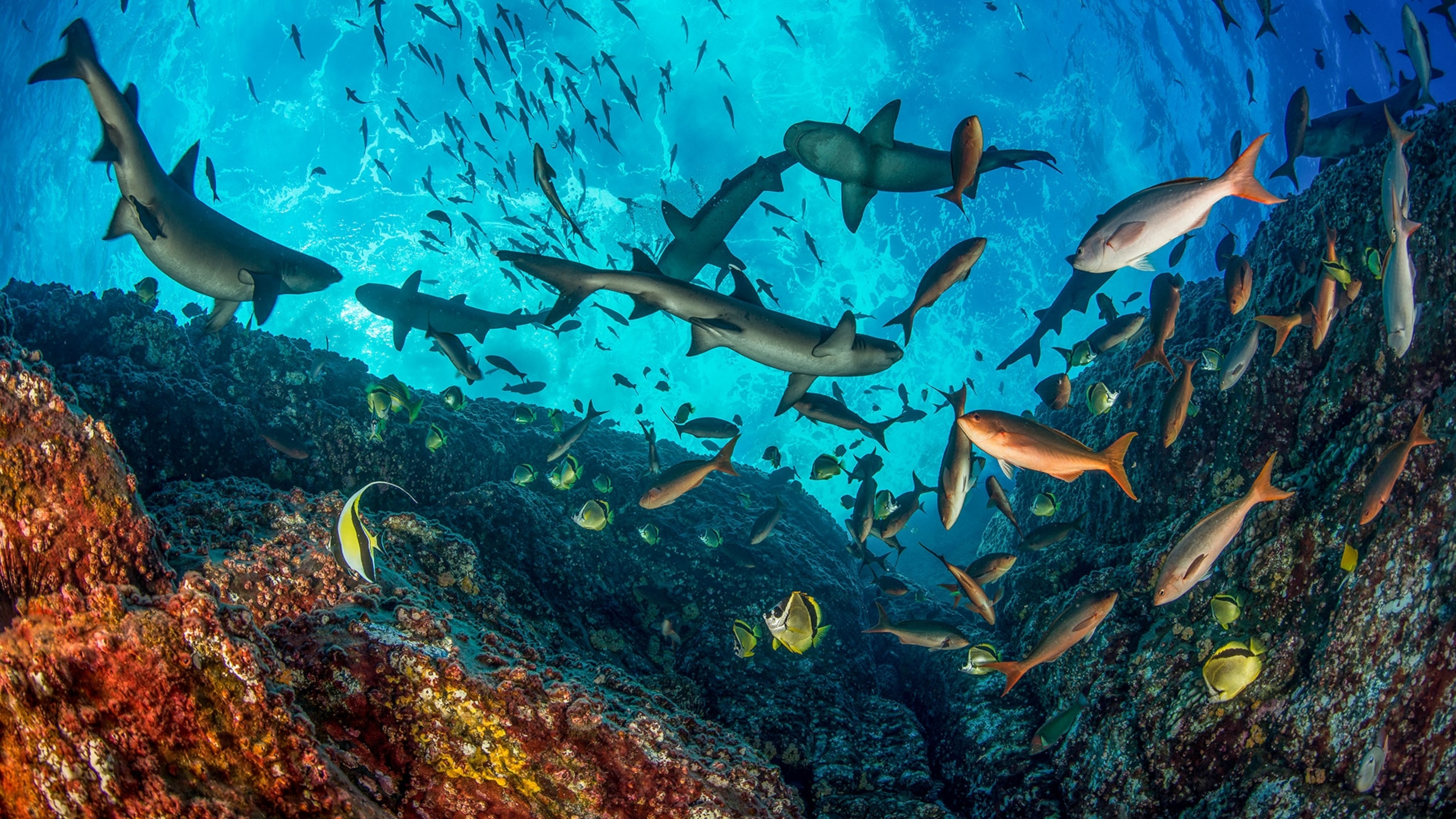 Sharks are thriving in some marine parks—but not others. Why?