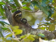 Baby Pygmy Sloth Baby Pygmy Sloth