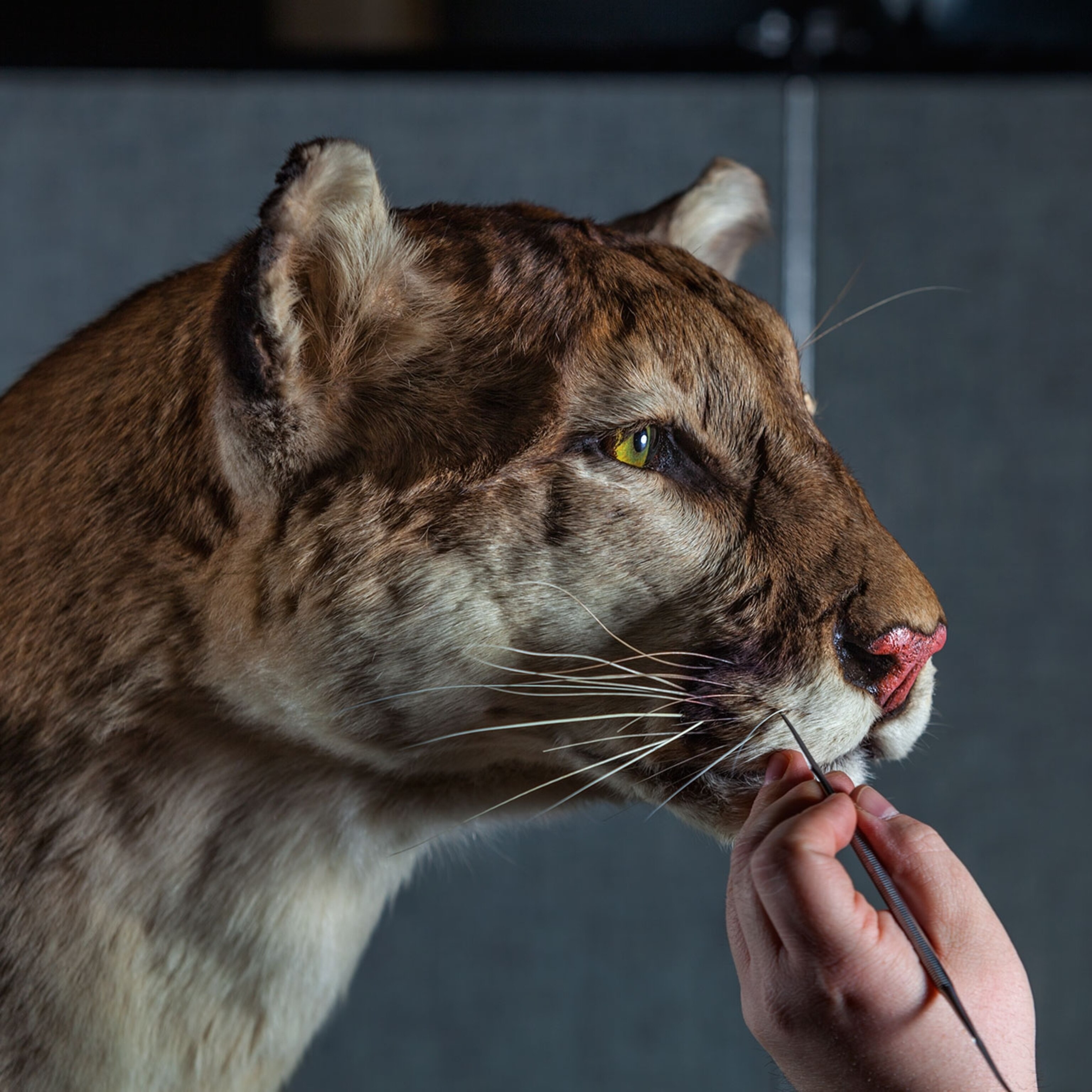 purple pumas extinct