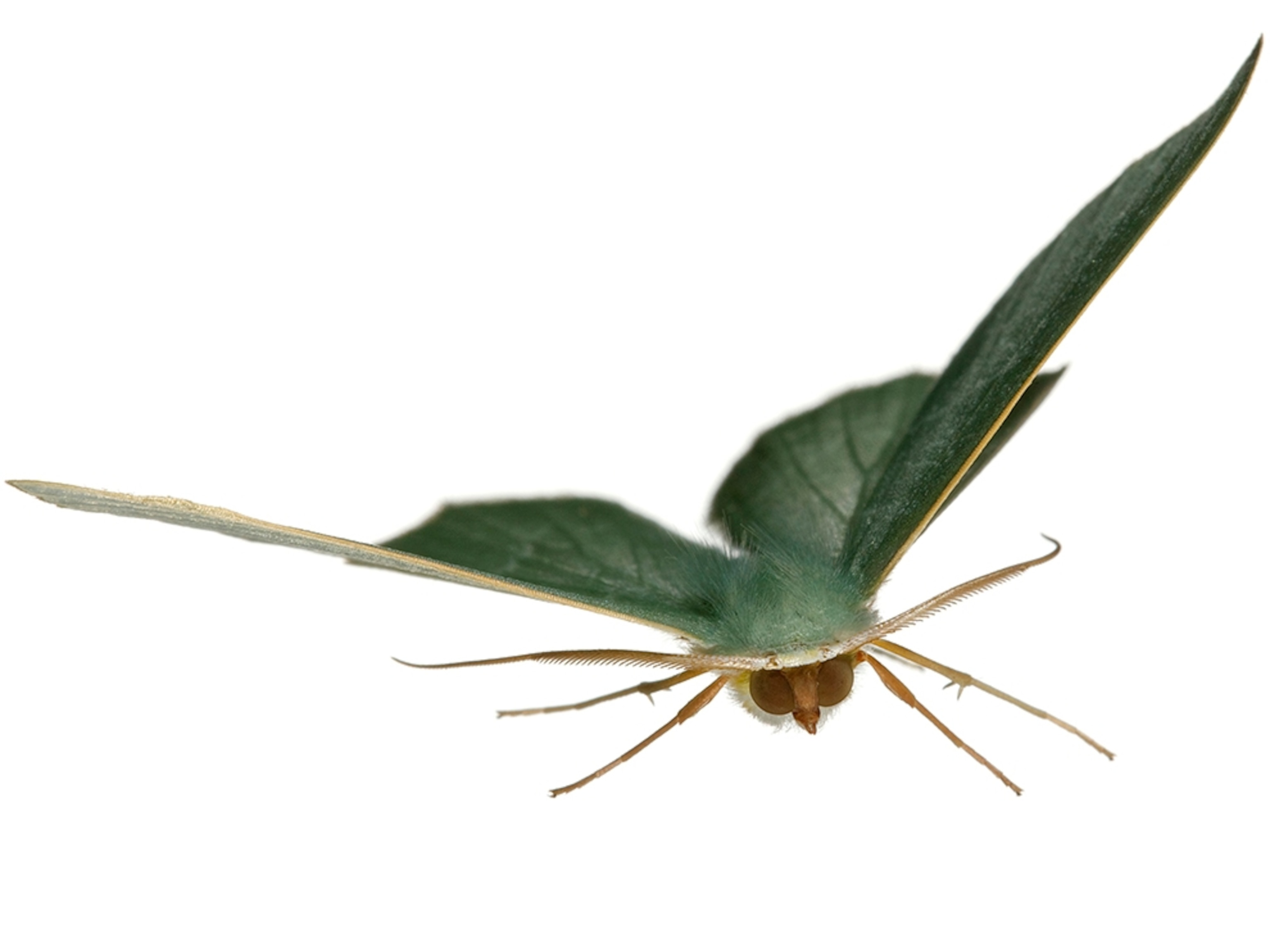 Common Name: Pilaria emerald moth, Scientific Name: Thalassodes pilaria, Magnification: 1x,