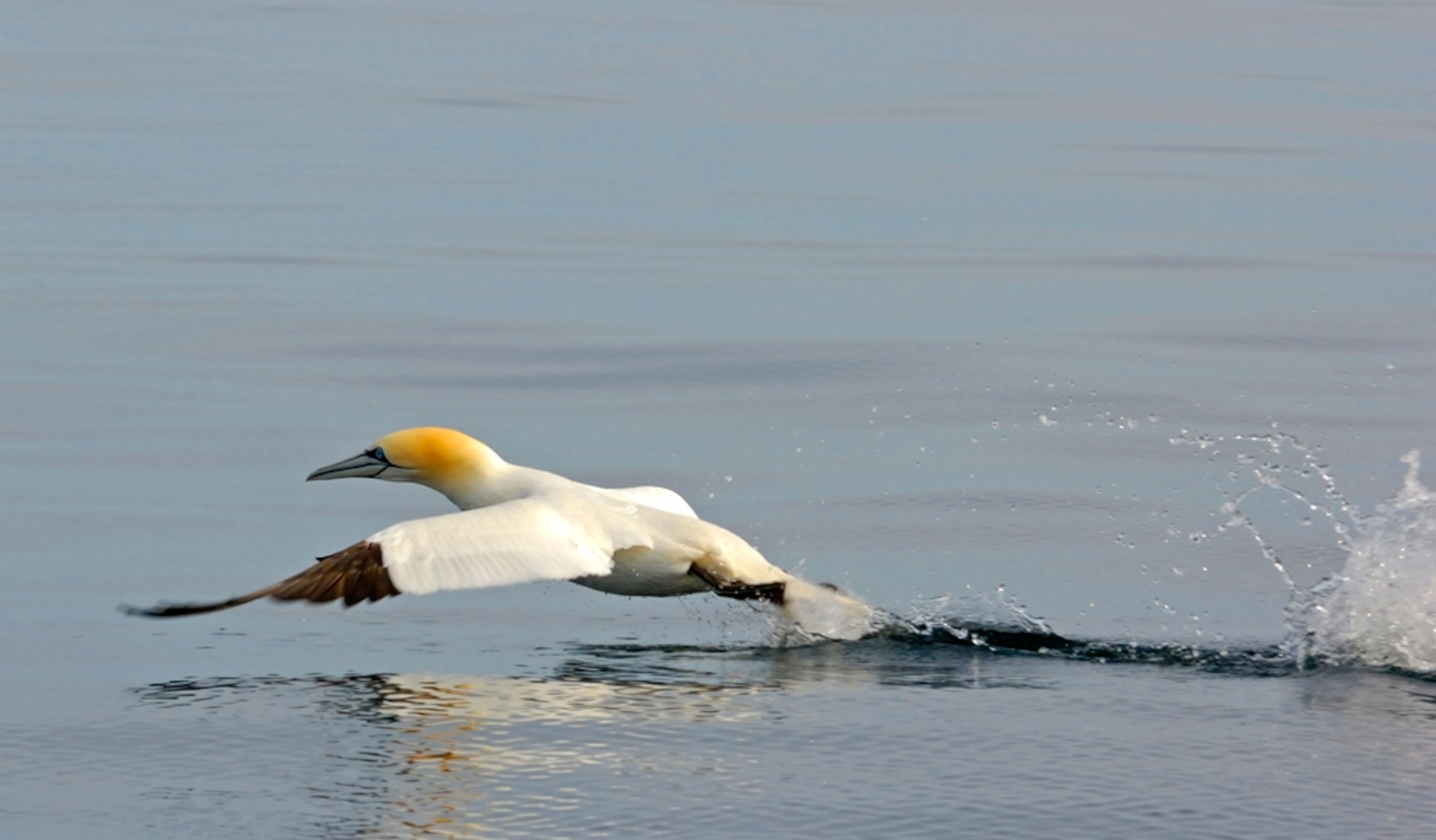 A northern gannet gliding above Cape Cod Bay