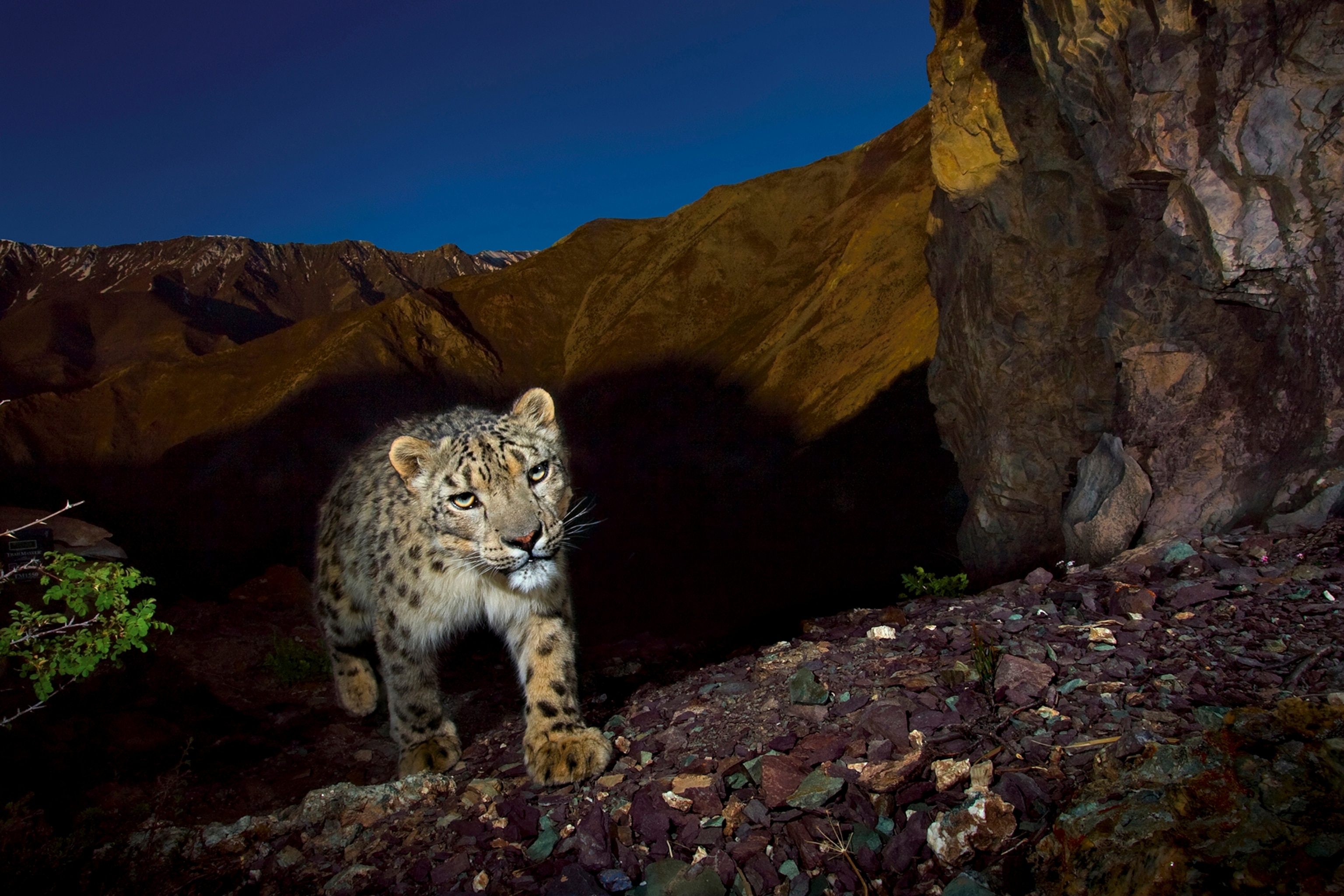 endangered snow leopard