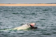 How To Survive A Shark Attack National Geographic