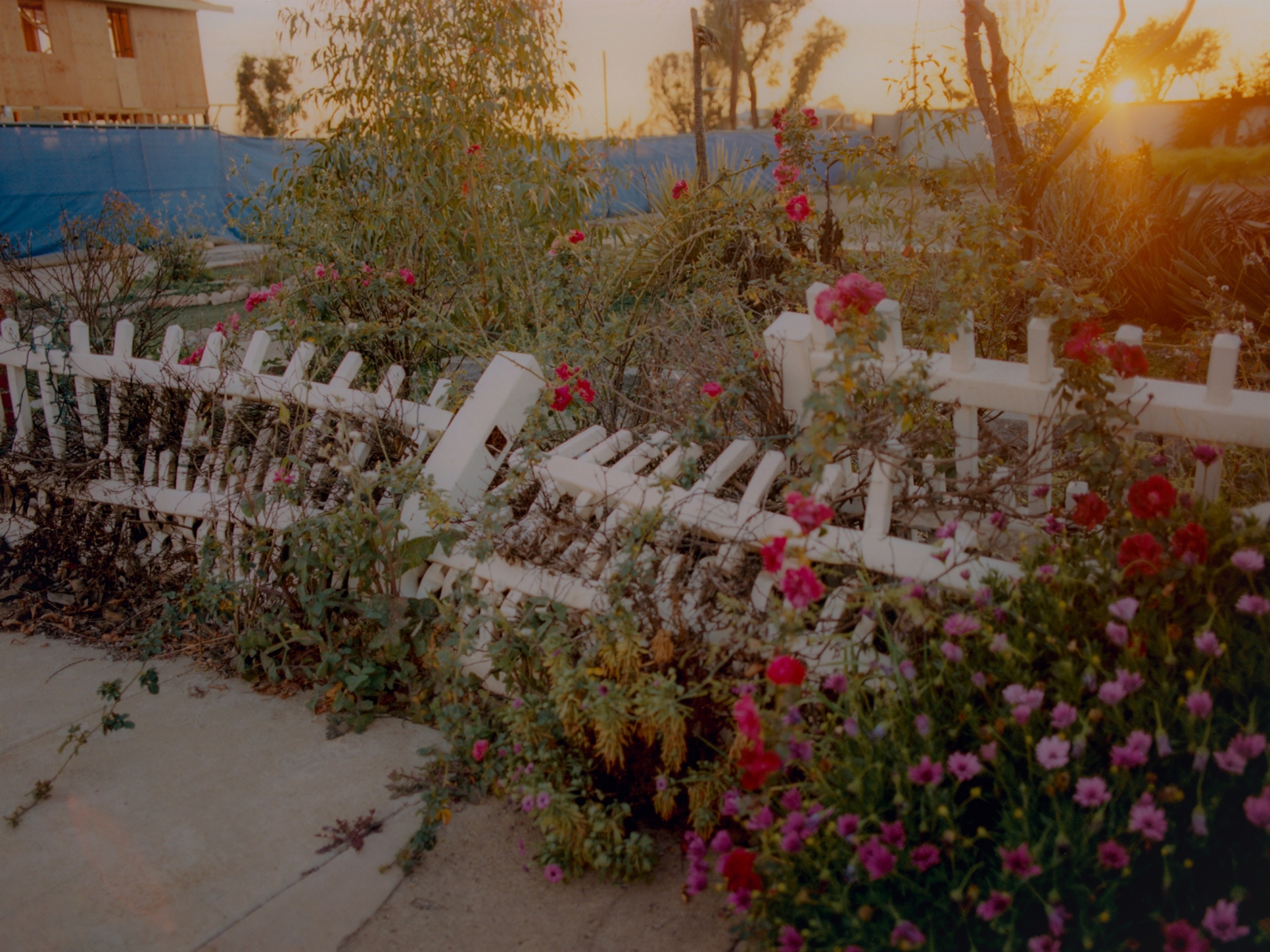 A neglected picket fence lies tangled in overgrown flowers and weeds.