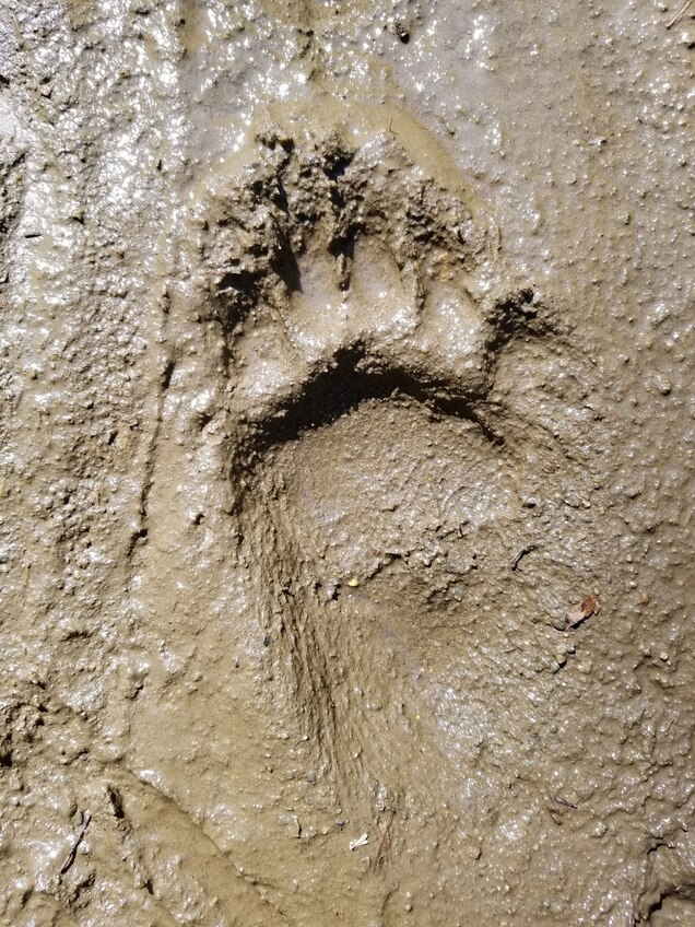 Left_footprint_juvenile_male_black_bear_