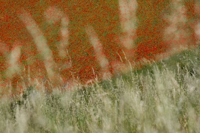 La%20Fiorita-6.jpg?w=636&h=424