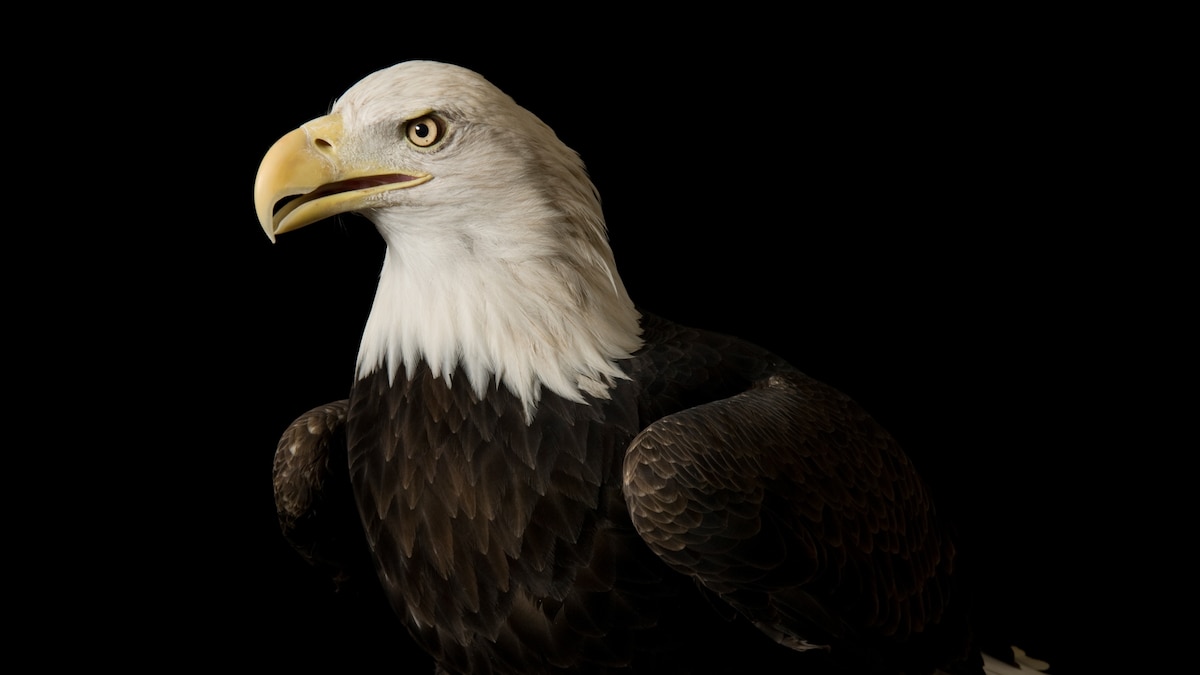 Bald eagle, facts and information