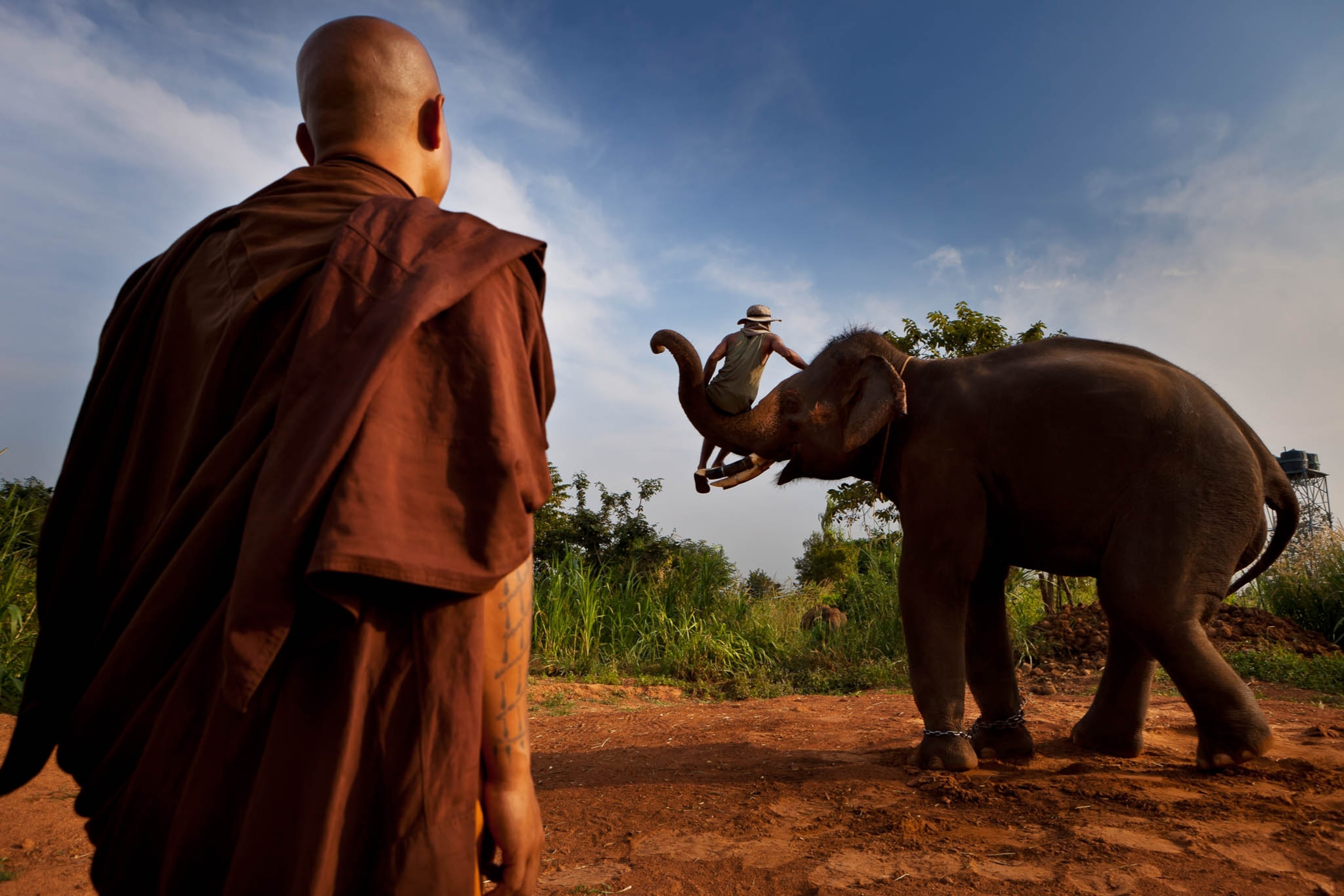 man sitting on elephant trunk