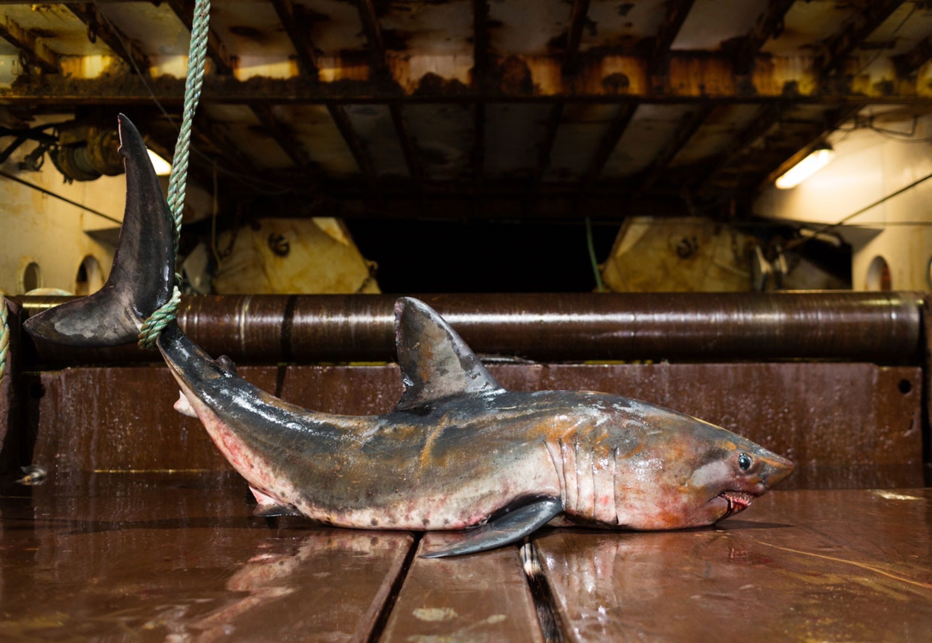 The Mighty Salmon Shark