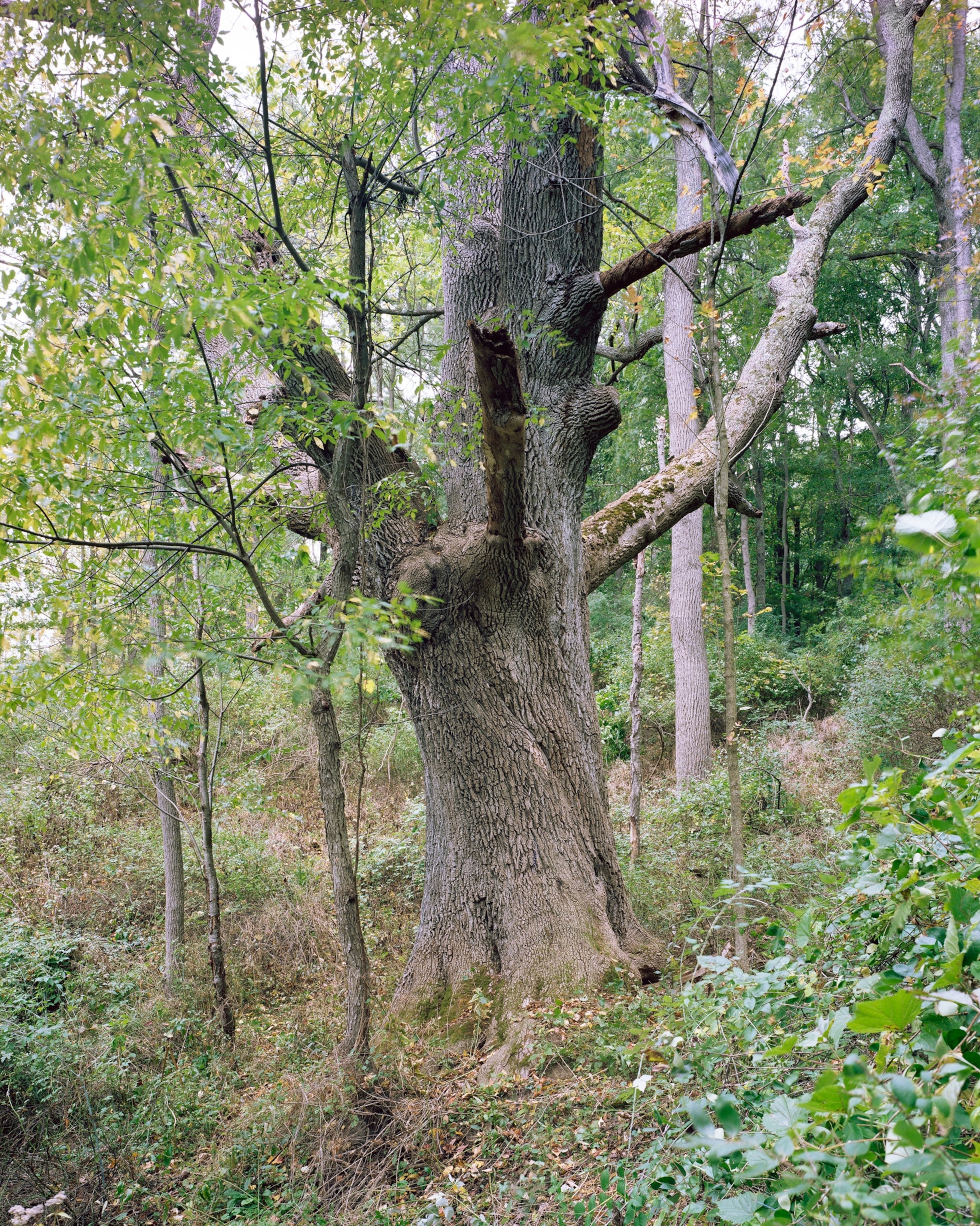 This is the New York State Champion White Ash, a tree that appeared almost dead upon my arrival to photograph it.