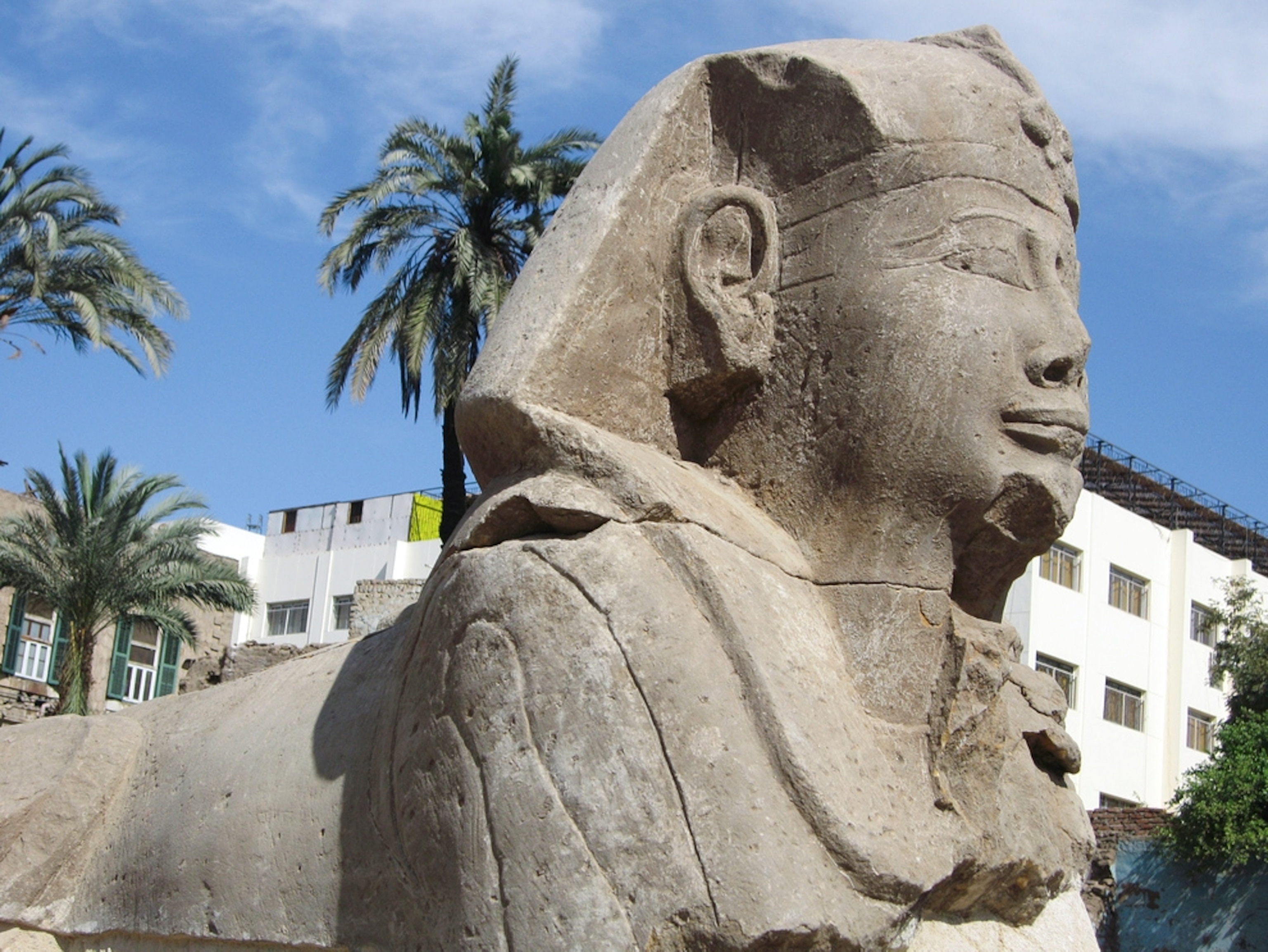 Picture of a new sphinx -- one of 12 found on a newfound stretch of the Avenue of Sphinxes in Luxor, Egypt