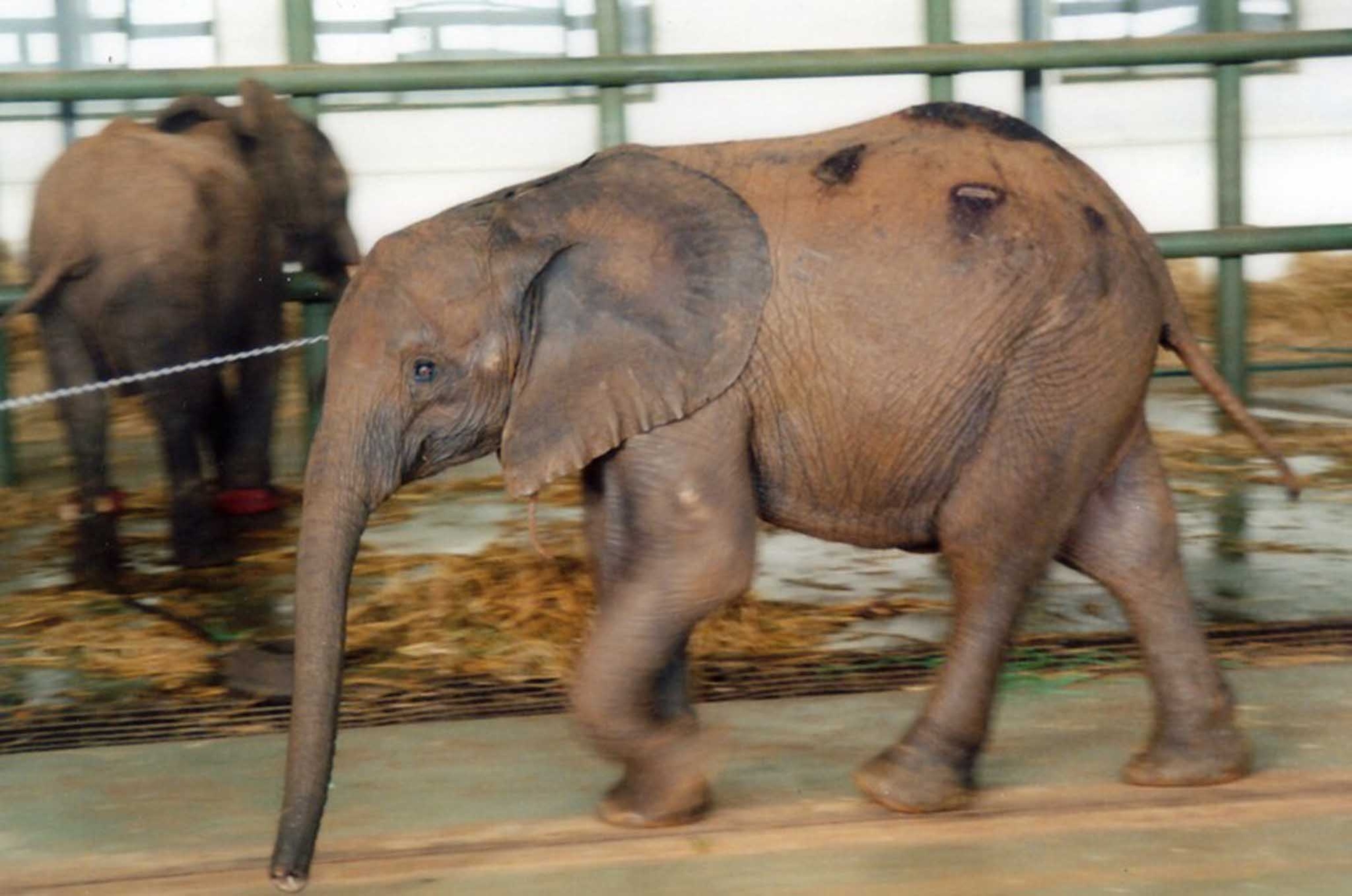Elephant calf at Taiyuan zoo in Xinghualing, Taiyuan, Shanxi, China.