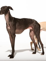 Galgo Italiano Sorrindo Galgo Italiano Sorrindo