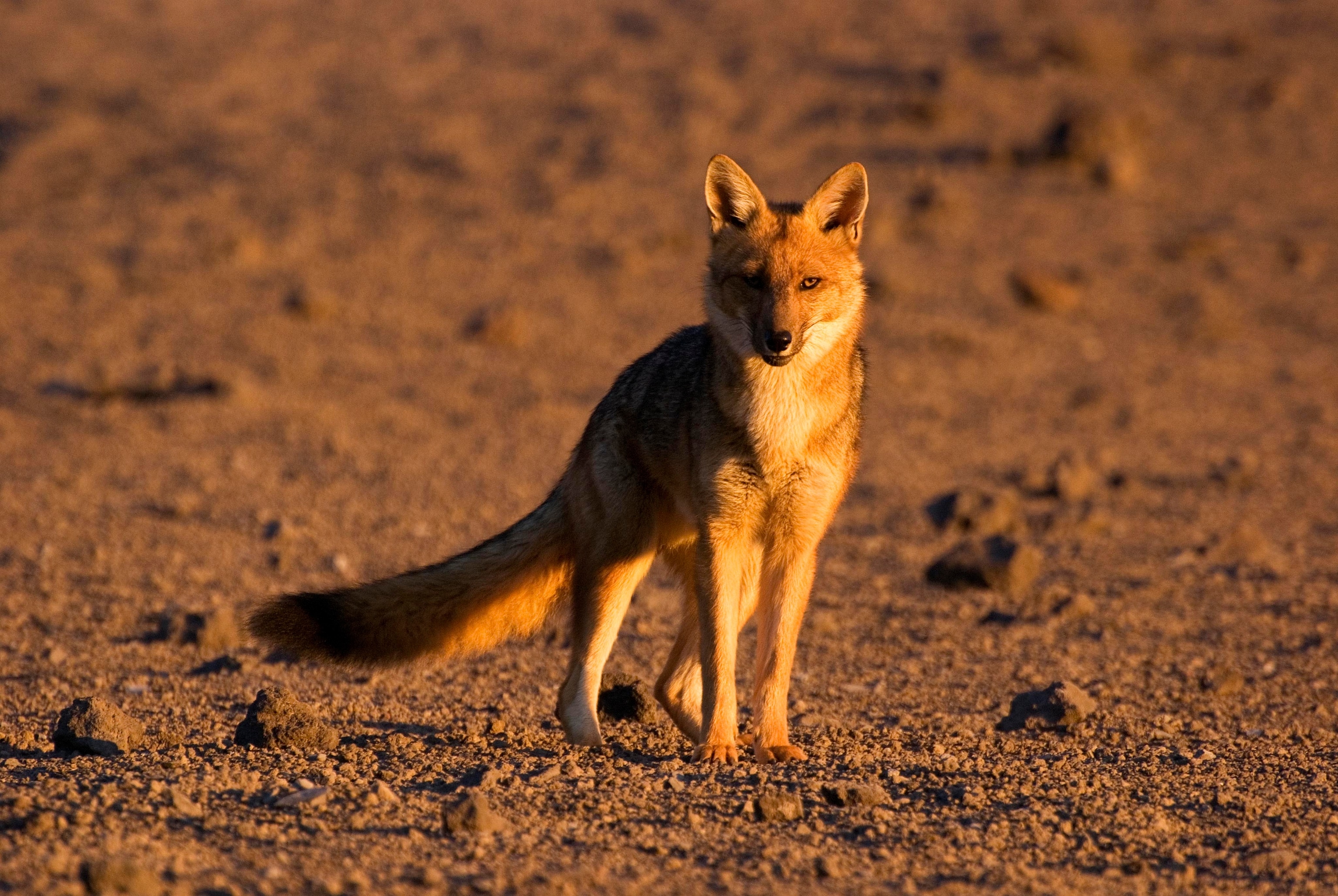 Andean Fox, Cotopaxi National Park, Ecuador