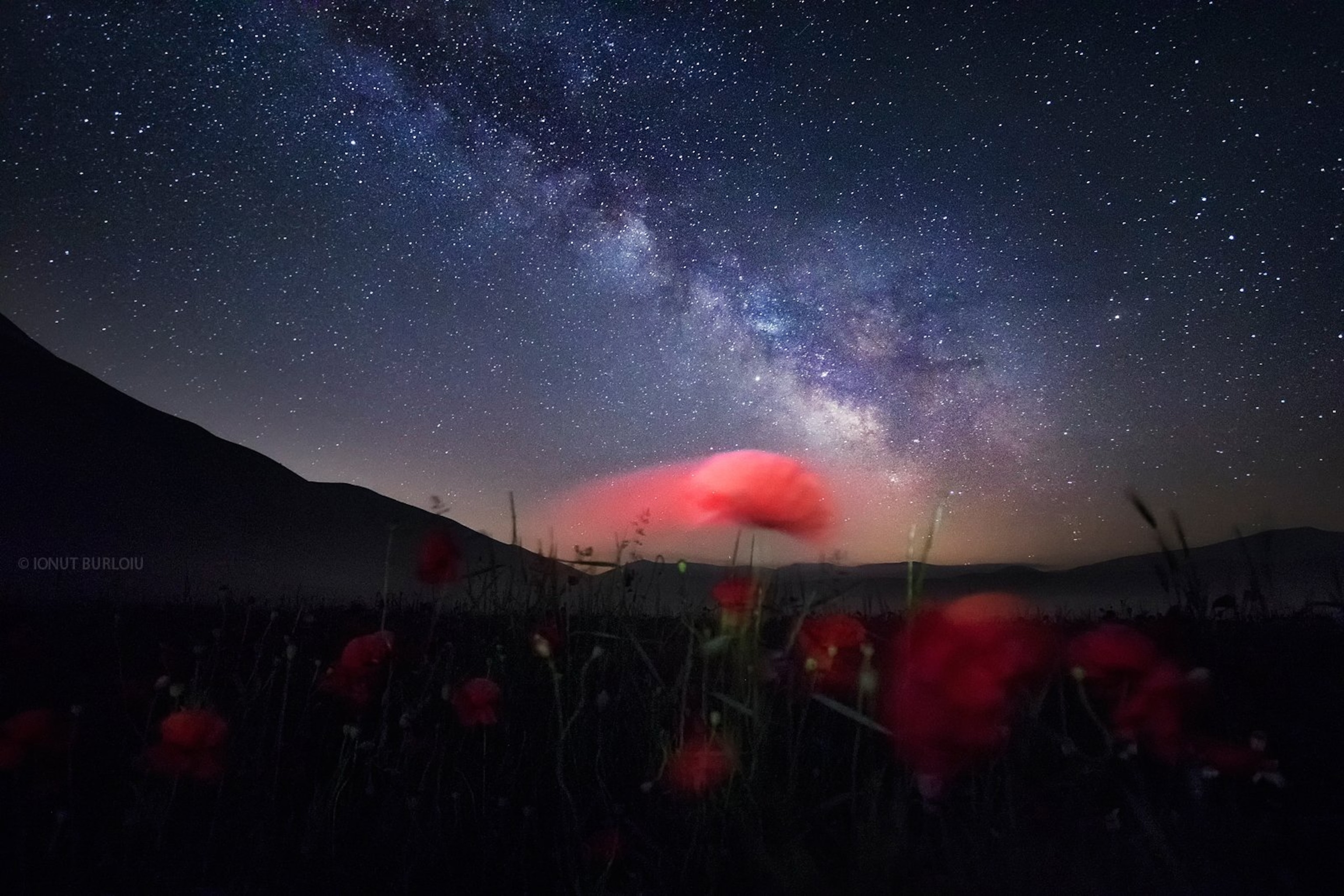 a flower against the night sky.