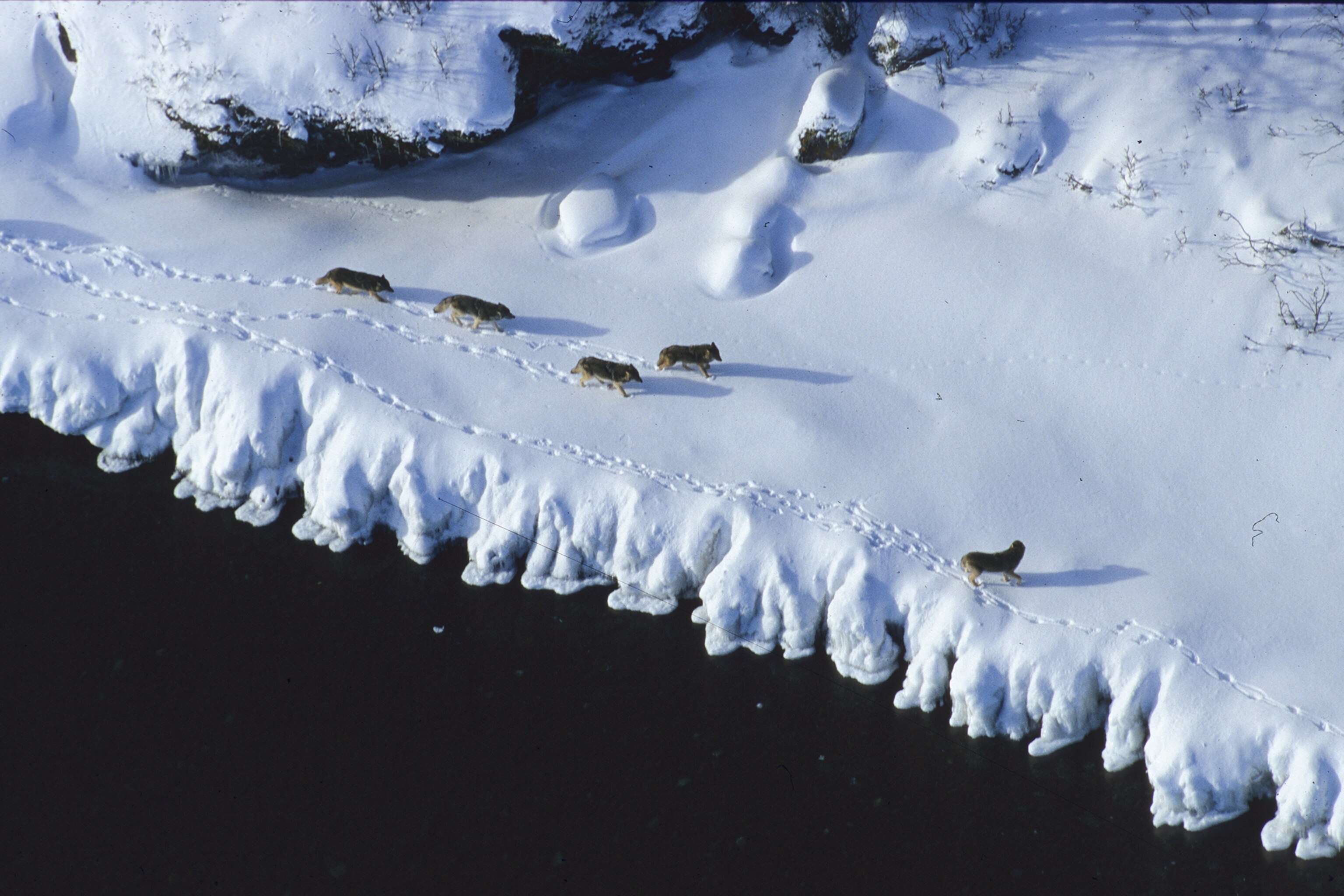 Should We Save the Wolves of Isle Royale?