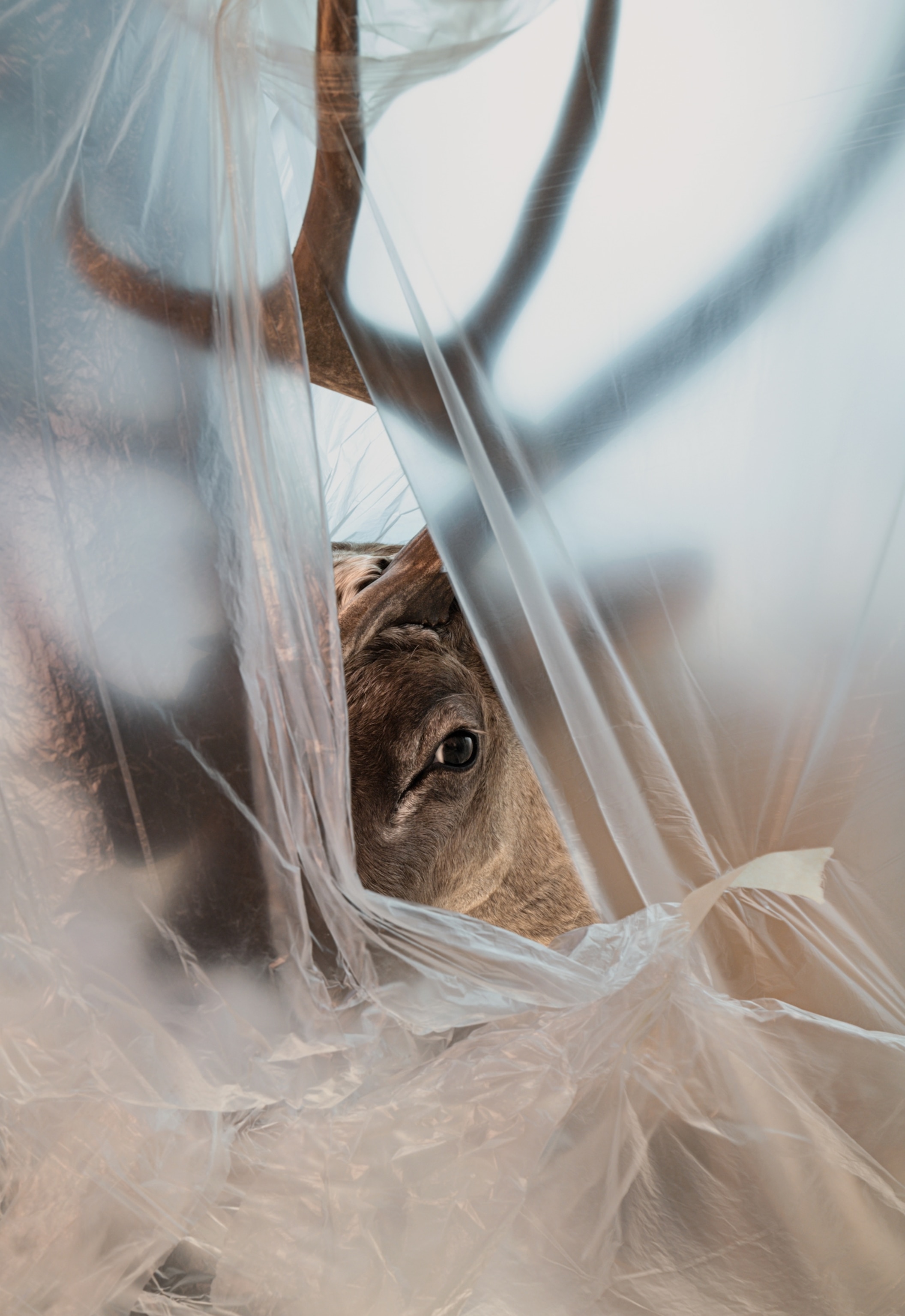 The eye and partial face of a caribou specimen peaks out from behind a sheet of plastic.