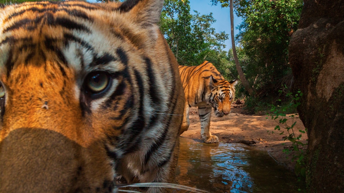 Steve Winter on How to Photograph Big Cats With Camera Traps