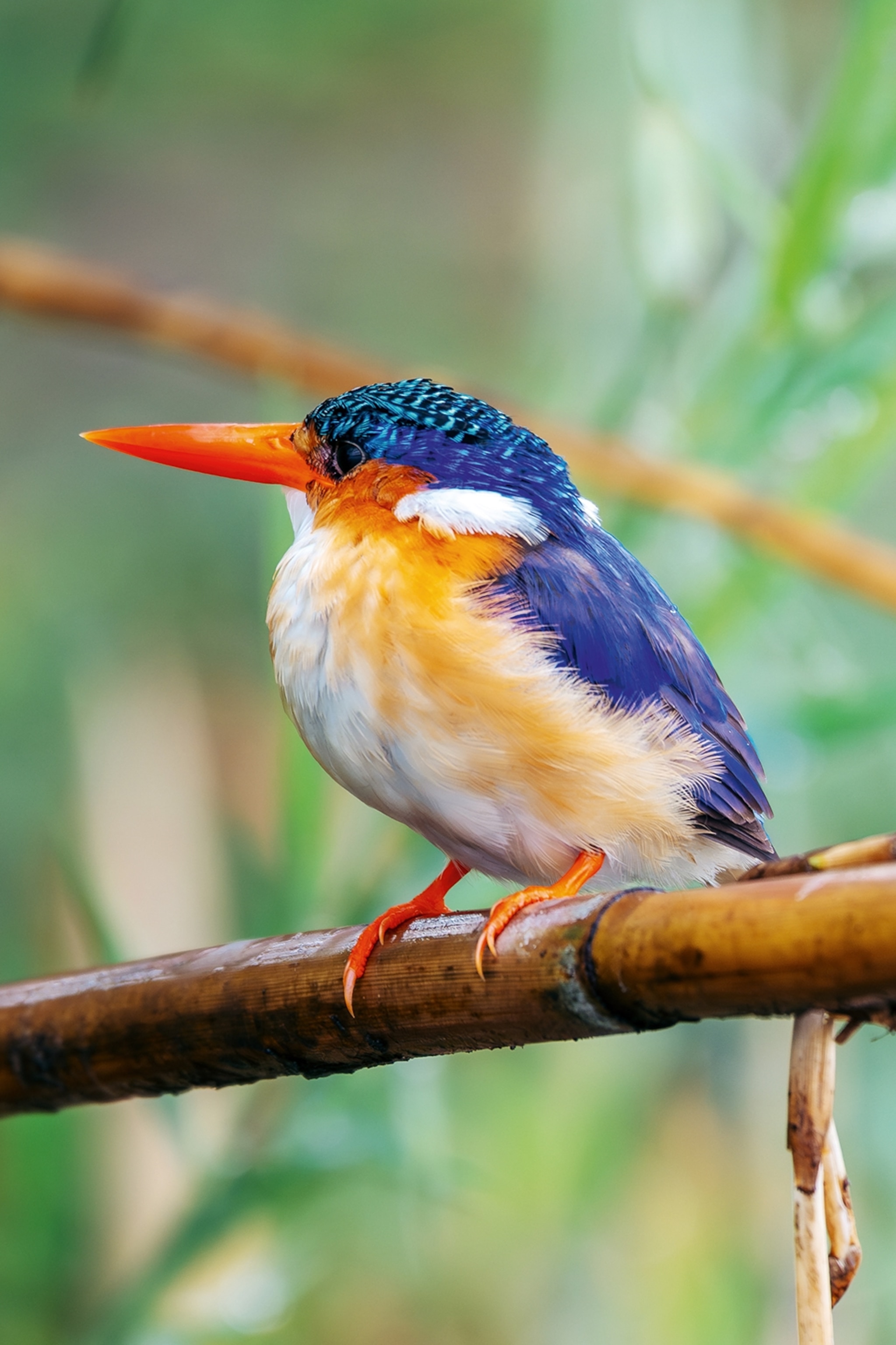 A close-up of a small bird with a long beak sitting on a tropical branch.