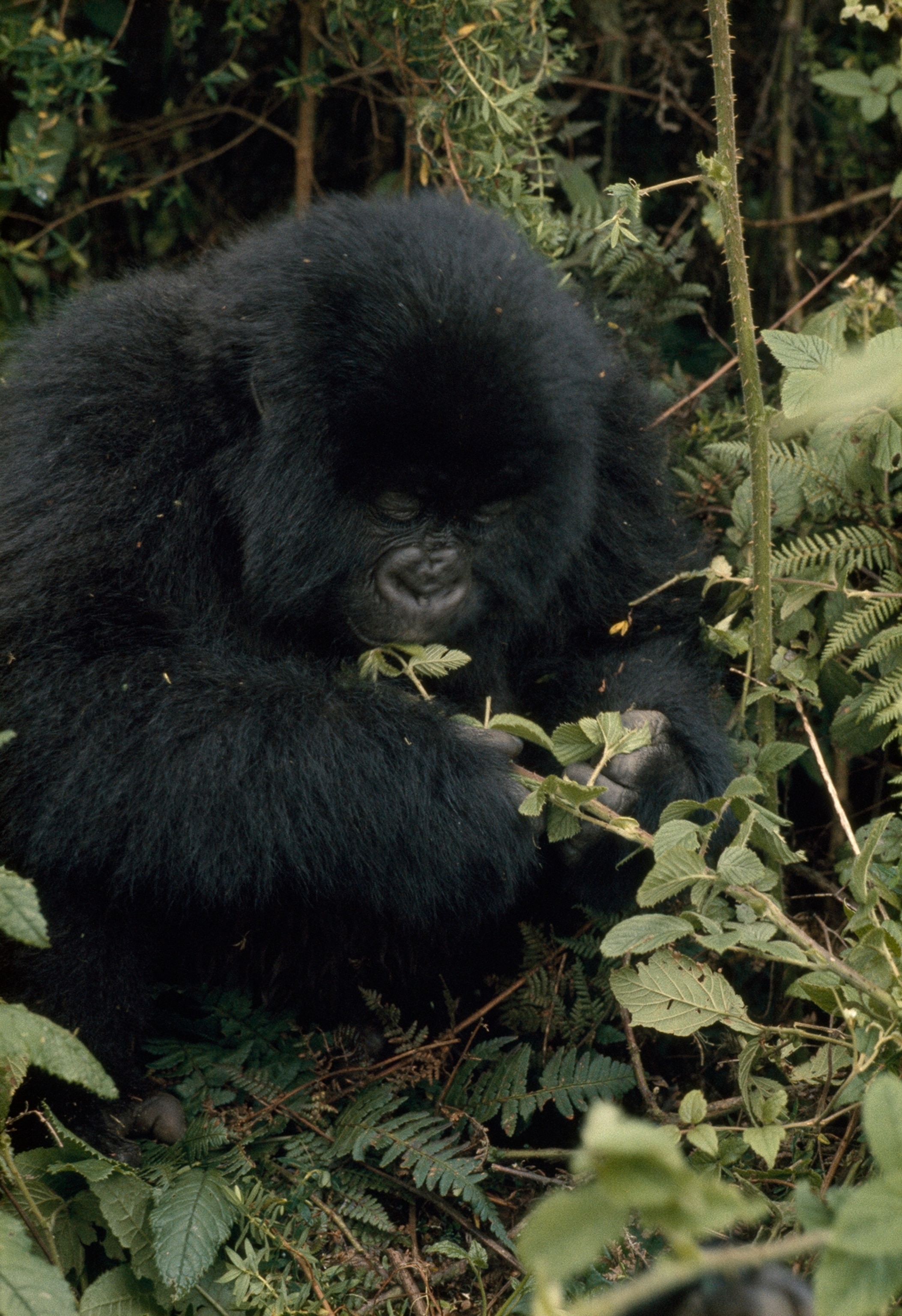 A mountain gorilla avoids a spiny stem while eating blackberry leaves.