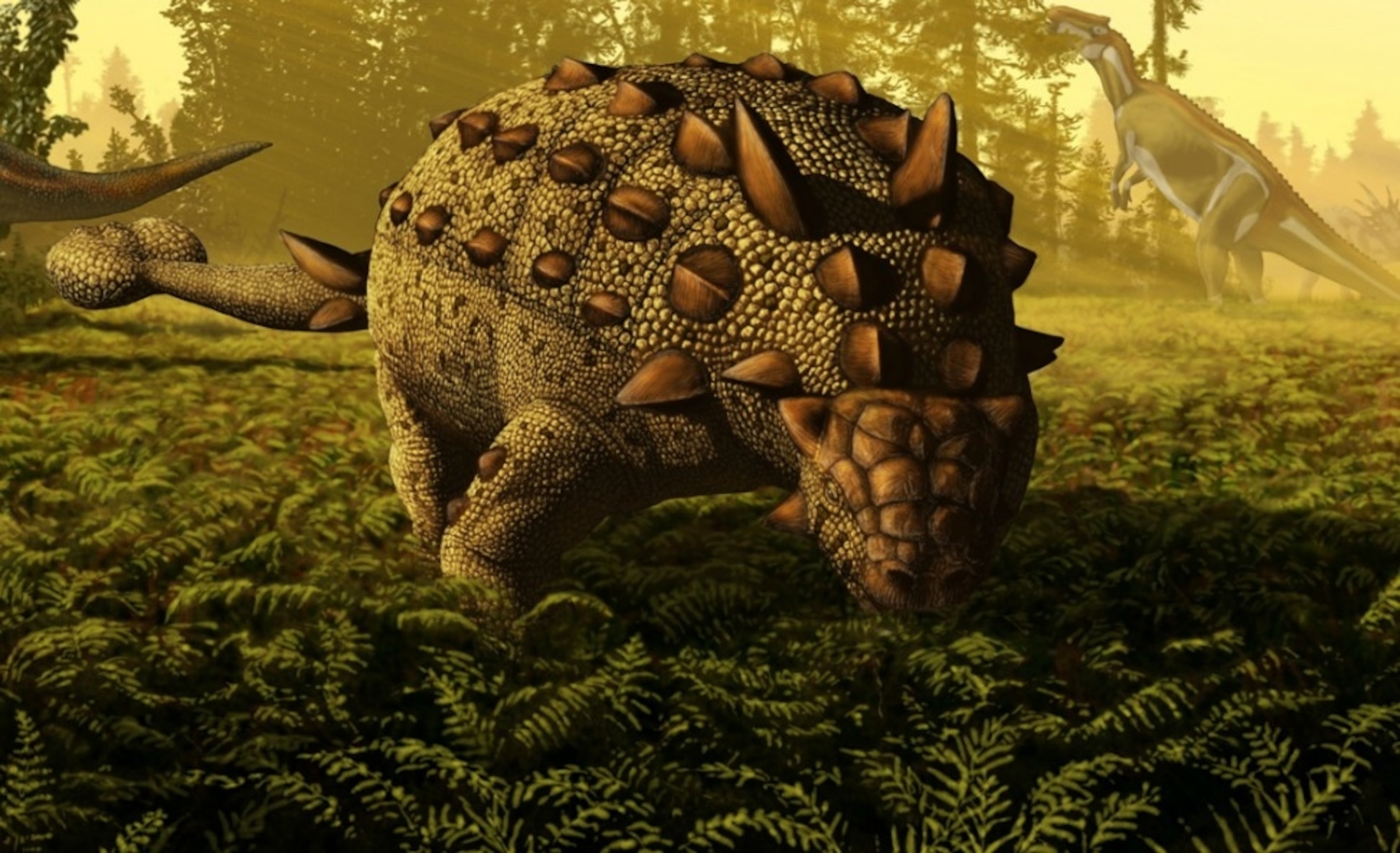 Ankylosaurs - such as this Euoplocephalus - probably grazed low to the ground. Art by Julius Csotonyi.