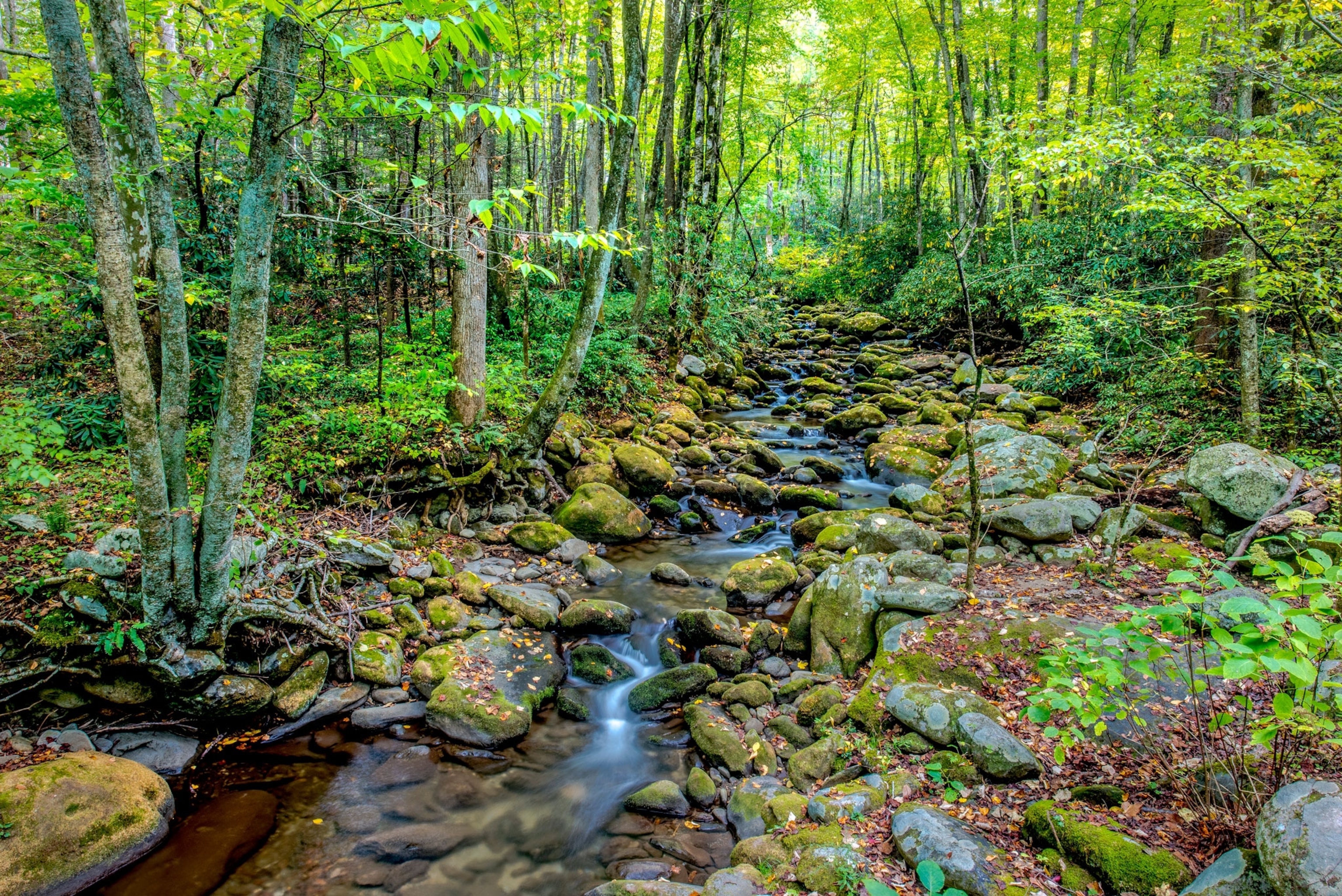a creek in Asheville North Carolina
