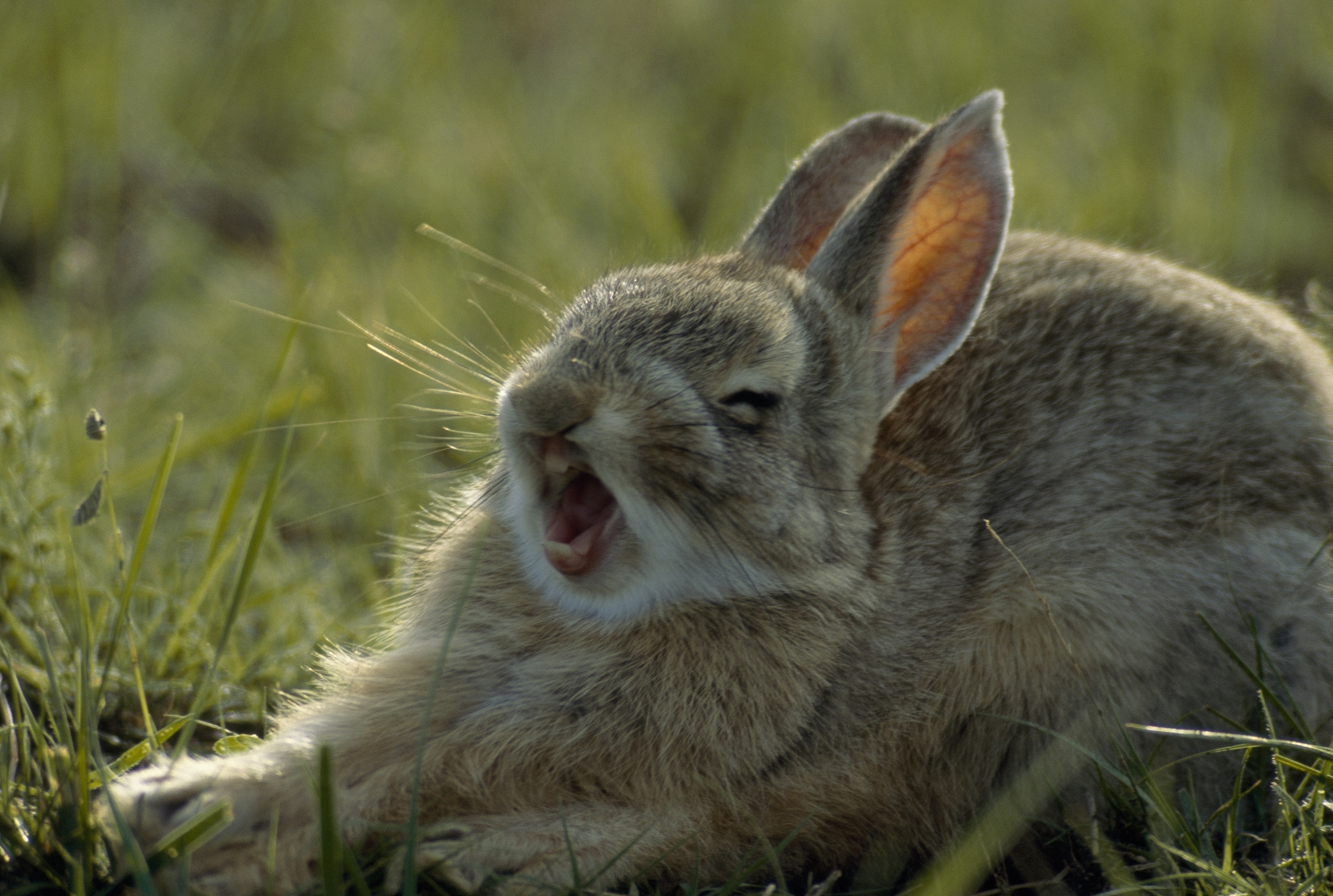 a cottontail rabbit yawns amongst the wheatgrass of South Dakota in 1993