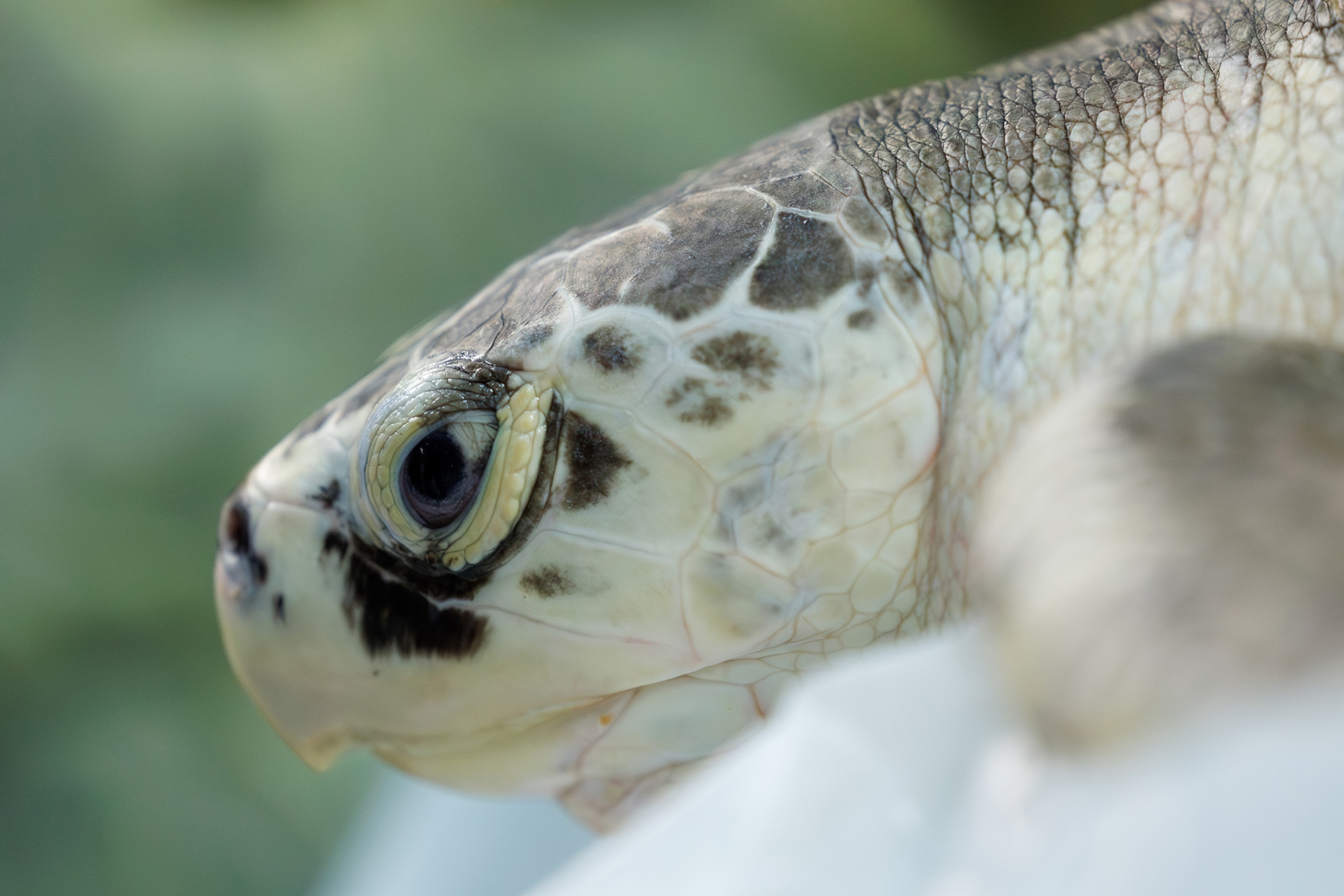 Close up side profile of a sea turtle