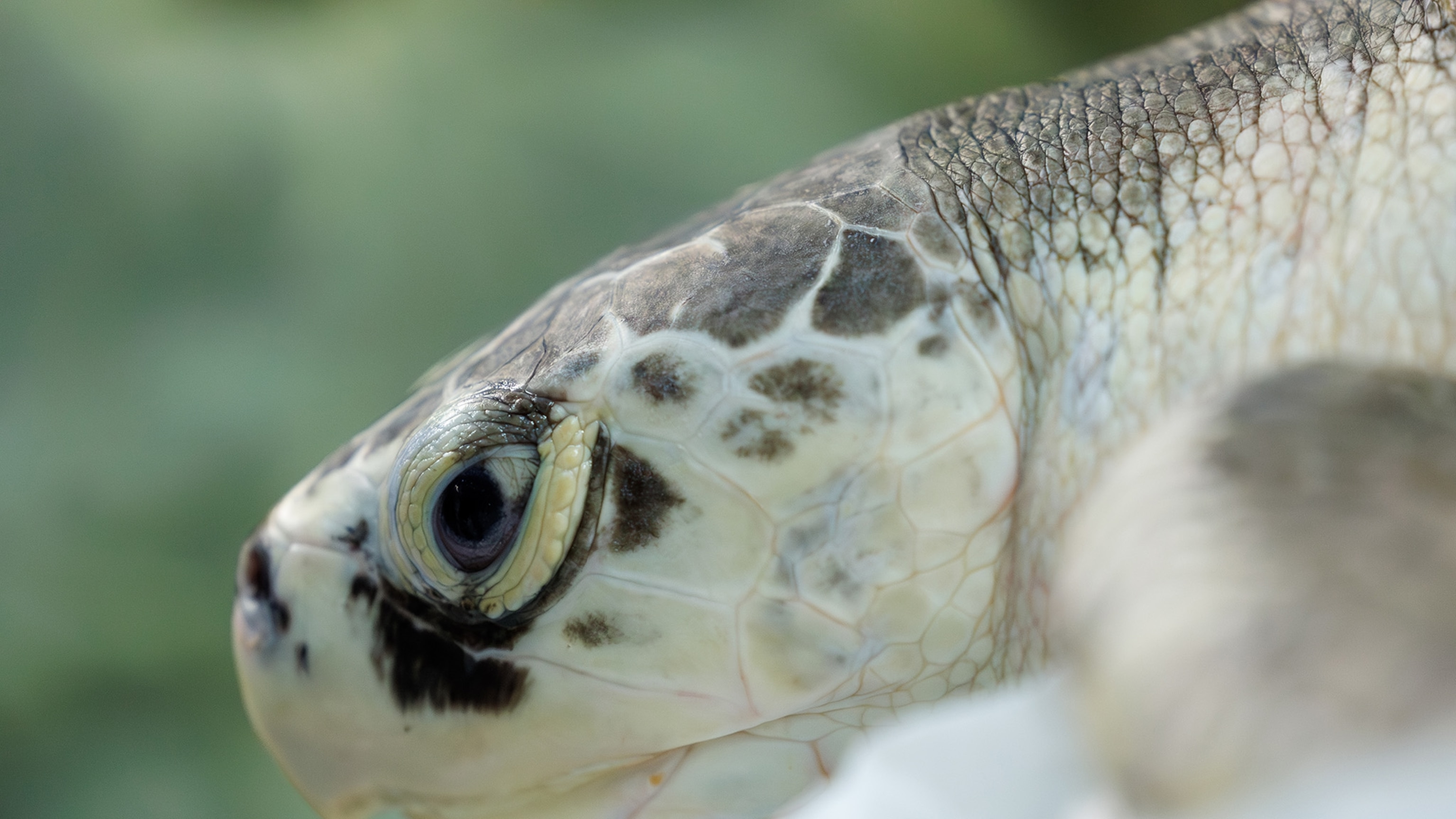 Why the most endangered sea turtles in the world are getting stranded very far from home