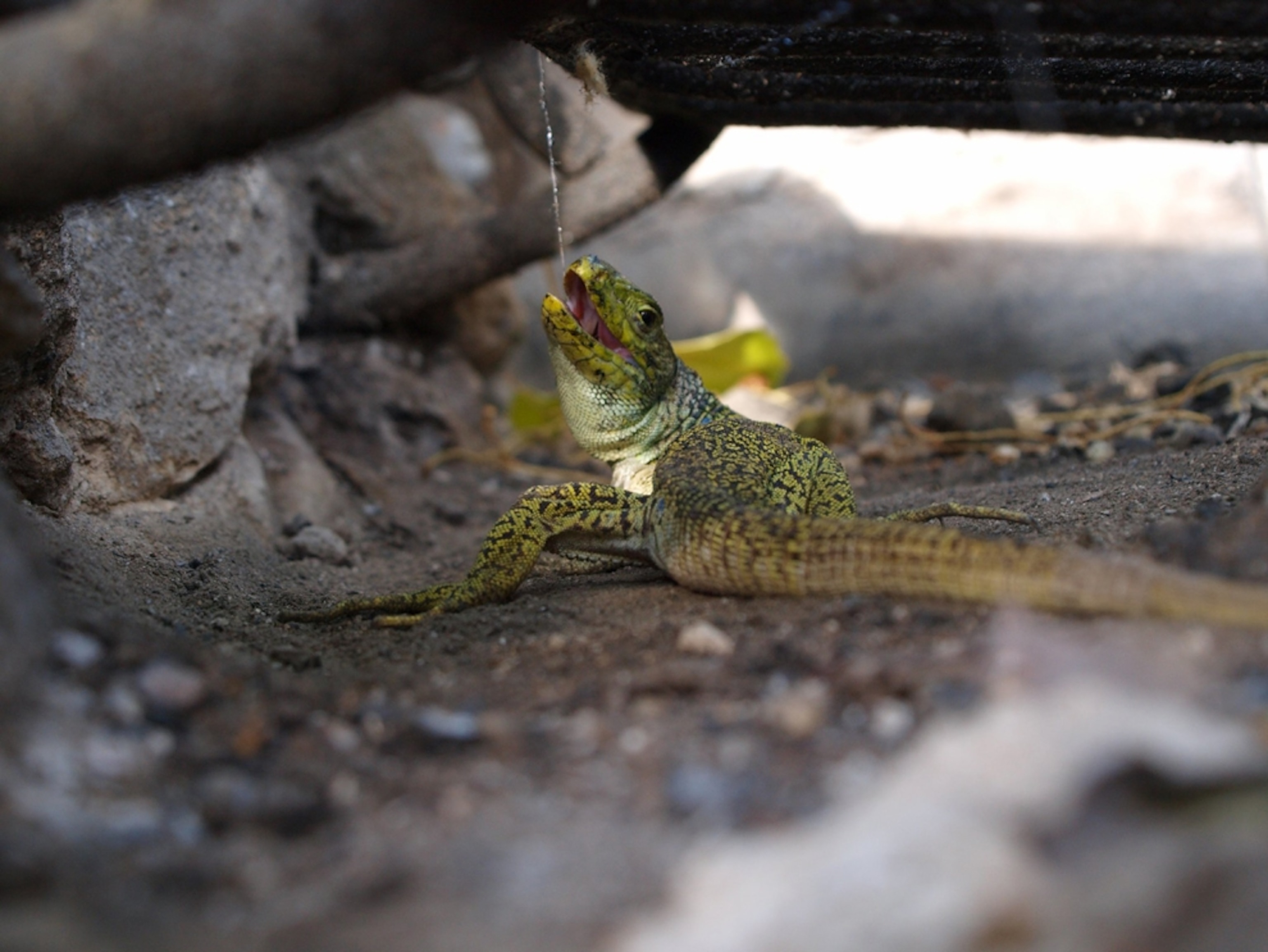 A lizard on a hook in Spain