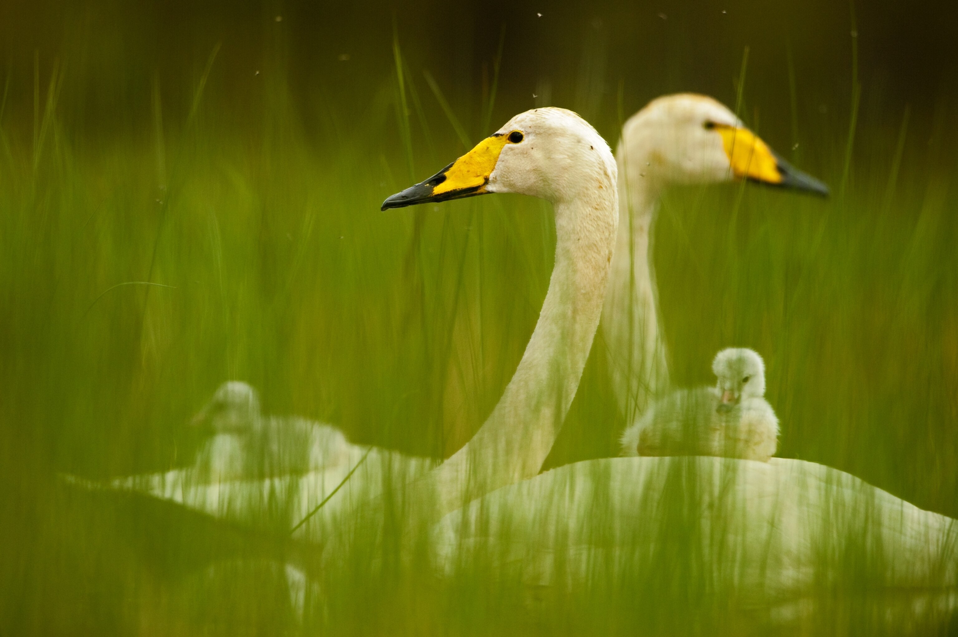 Swan Serenade | National Geographic