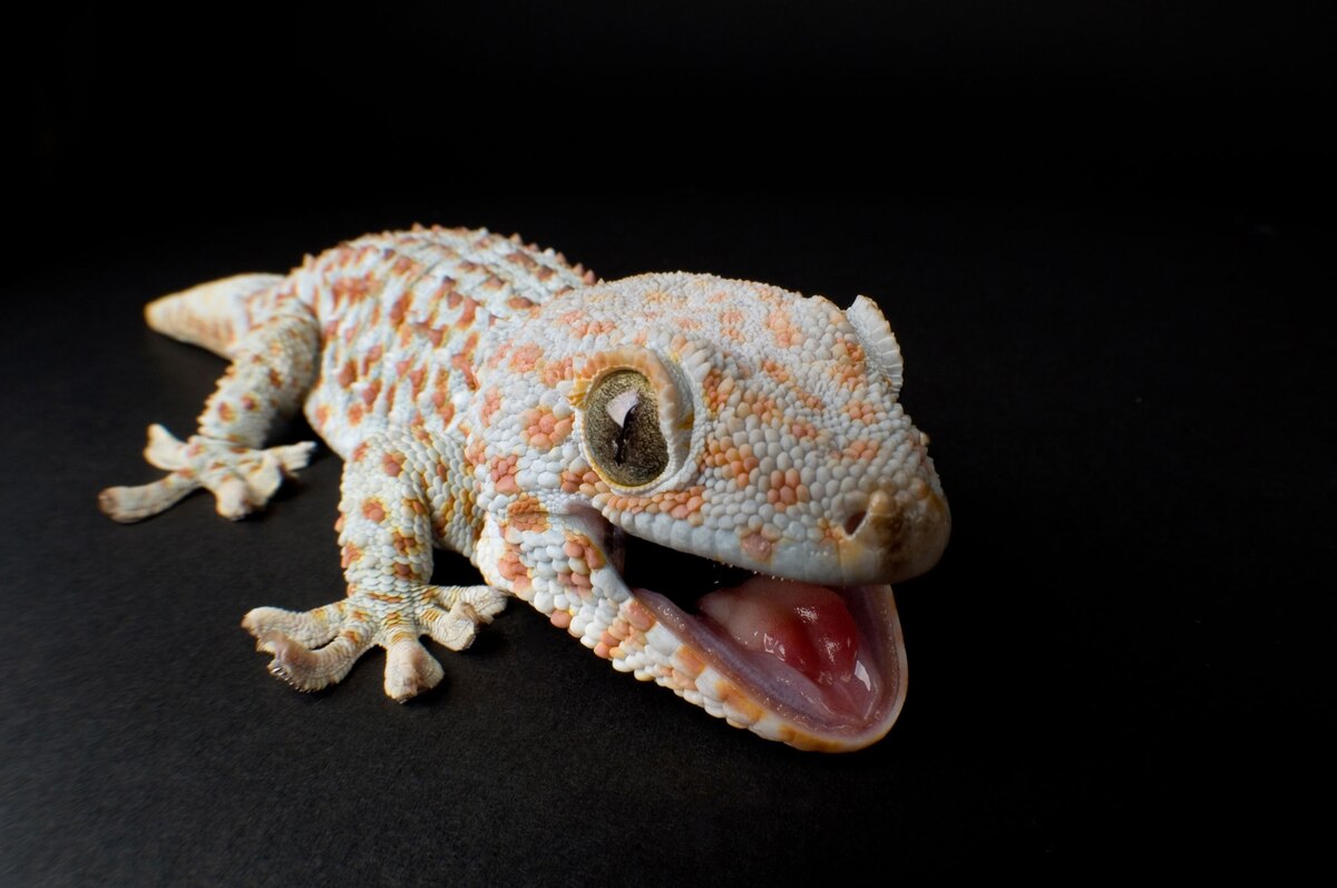 Creepy Animal Noises