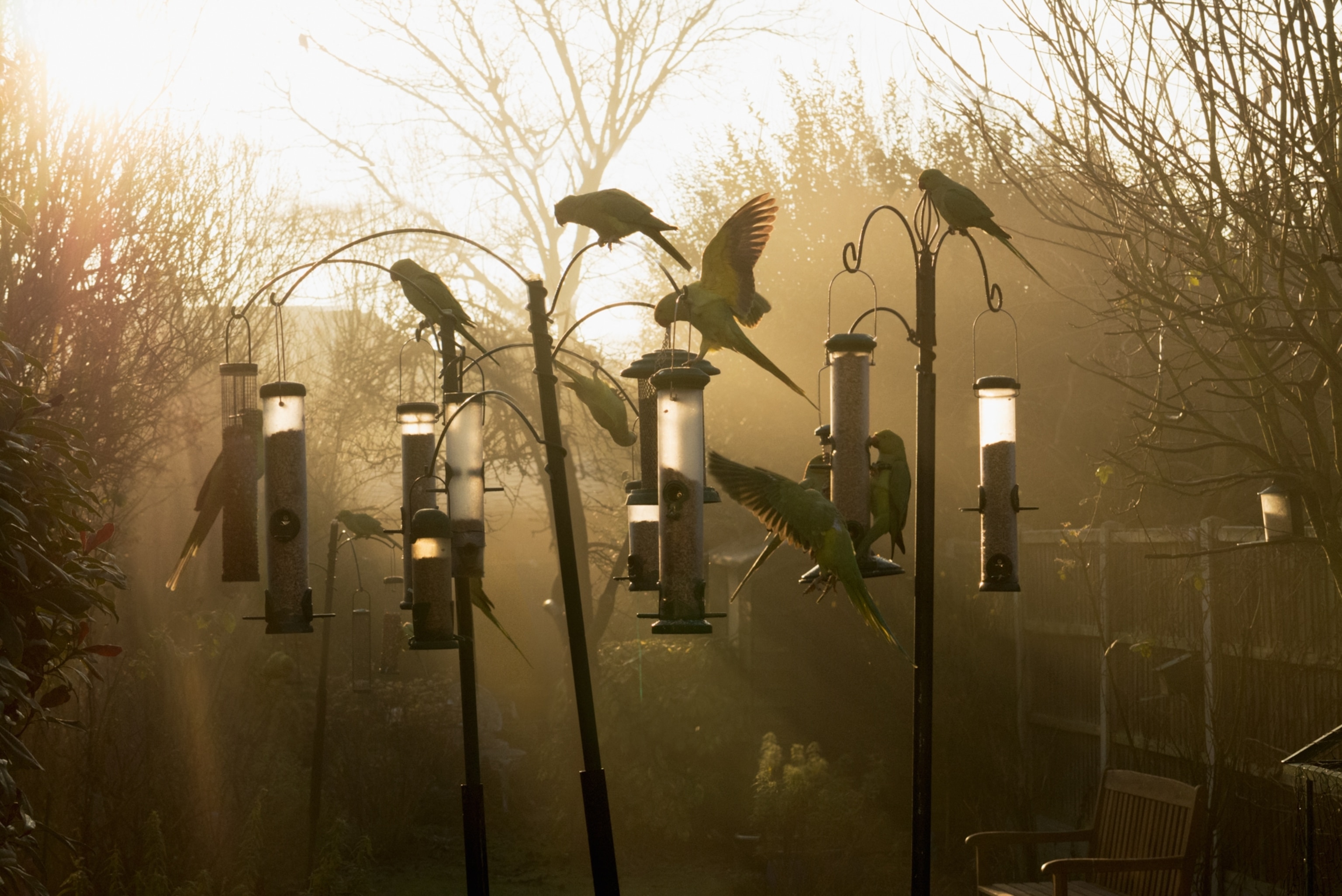 Bright green parakeets perched on bird feeders in a misty garden at sunrise, with bare trees silhouetted in the soft, golden glow
