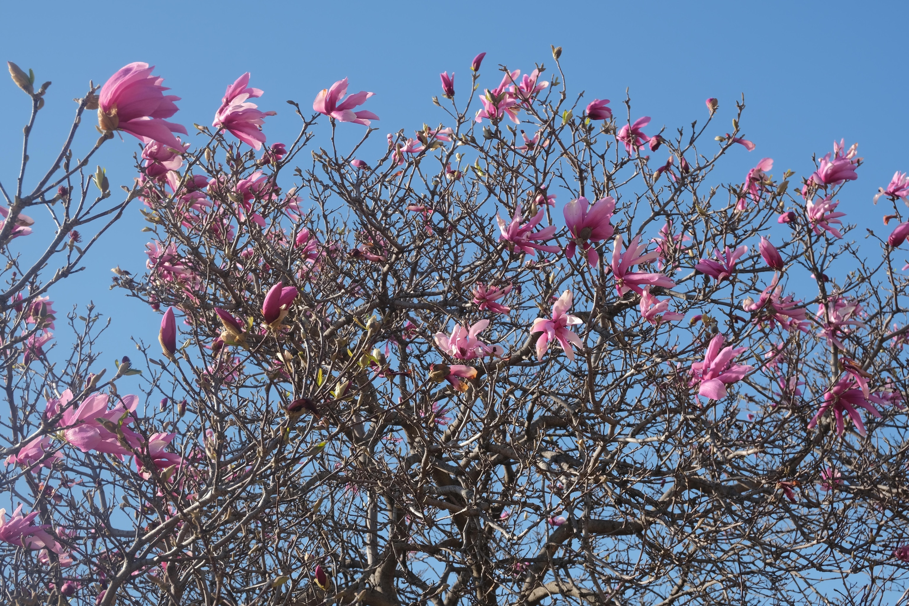 Spring comes to life in early March with the first flowers in bloom near Overton Park in Memphis, Tennessee, by Photo Camp student Taraji Wilbourn. The third installation of Photo Camp Memphis was held from March 10-14, 2025, and included students from Freedom Preparatory Academy. Centered on the theme of Awe and Wonder, students worked closely together with Photo Camp staff and National Geographic Explorers to connect with and explore their own senses of awe and wonder, using photography and storytelling to transmit those sensations to others.
