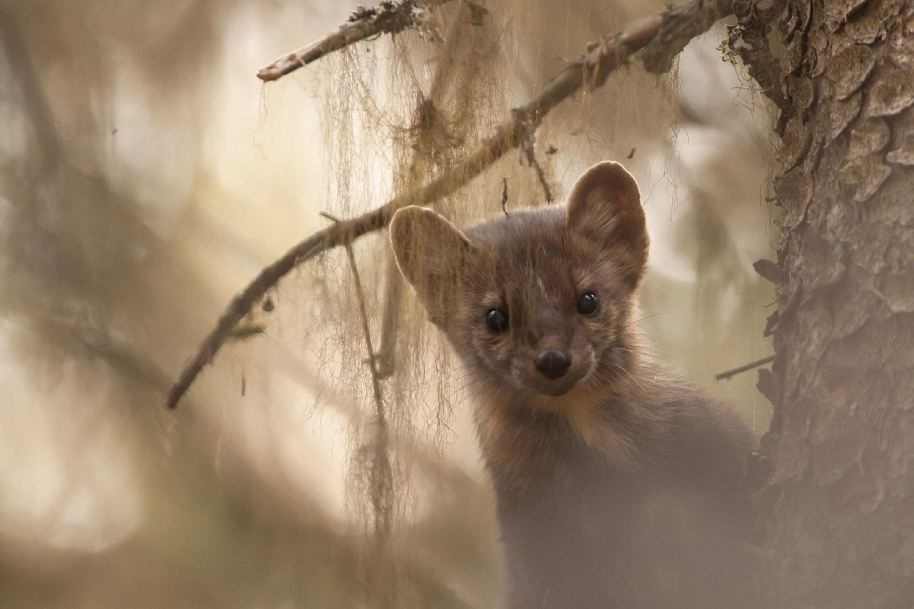 a pine marten in Montana