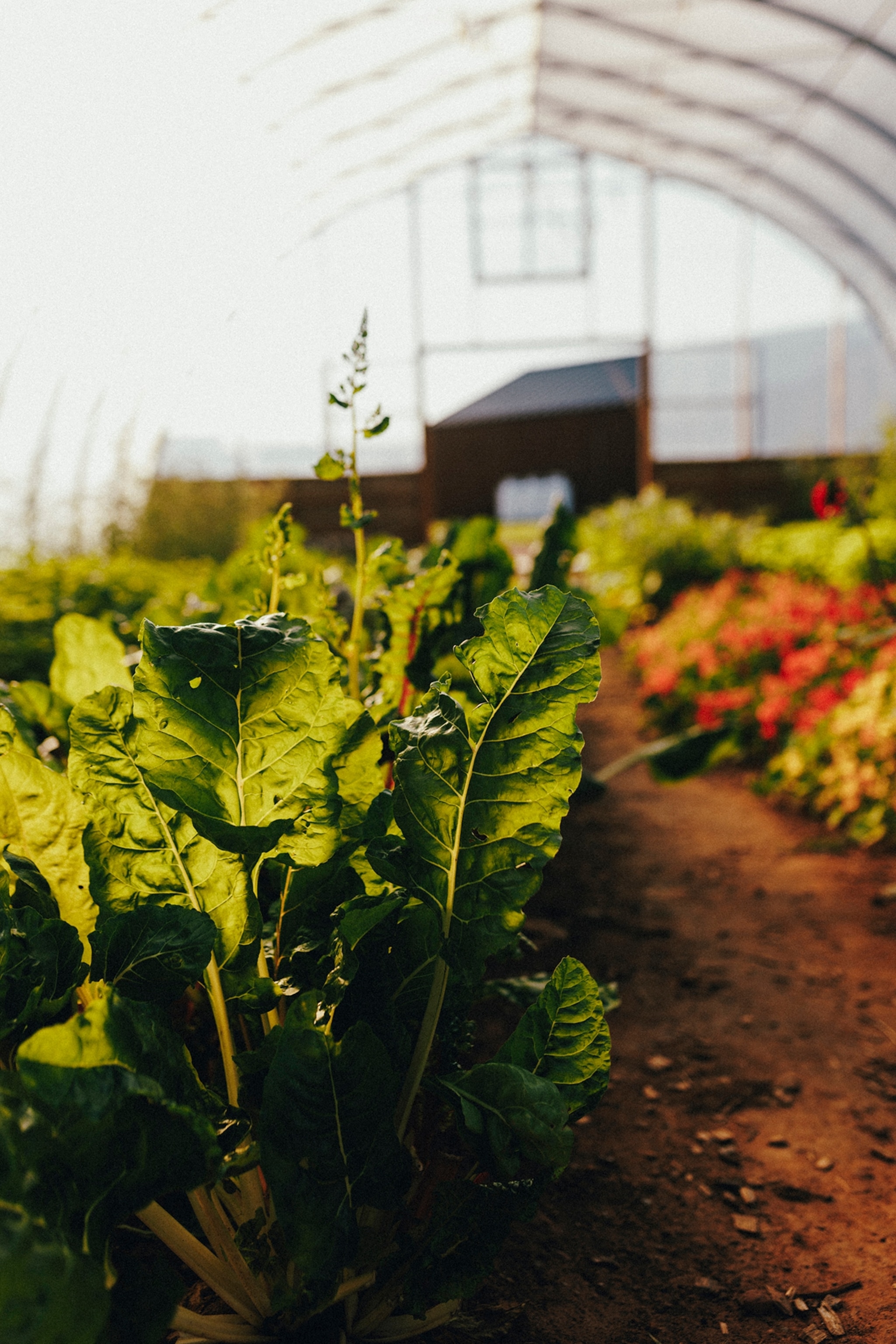 Greenhouse at Mysa Nordic Spa & Resort