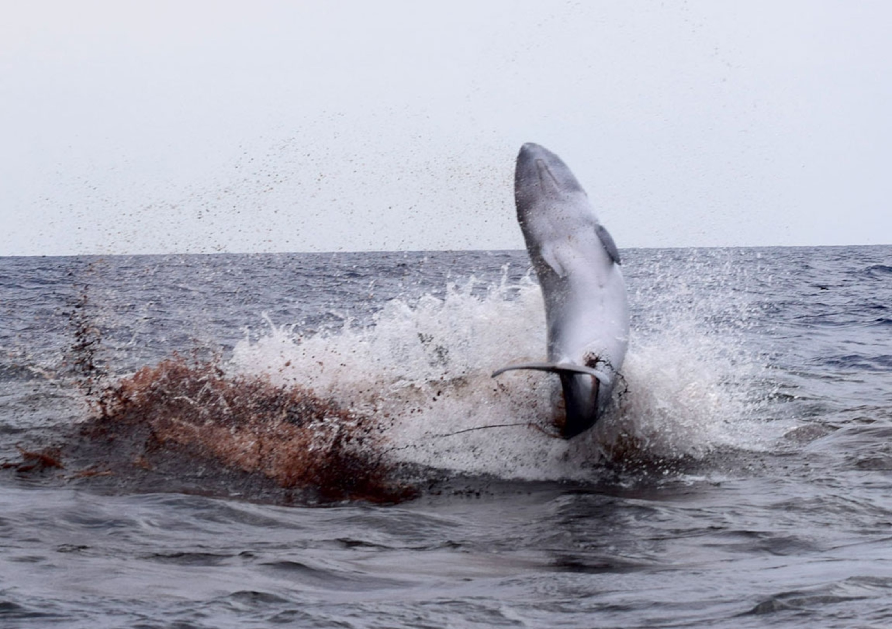 A whales body can be seen ejected from the water.