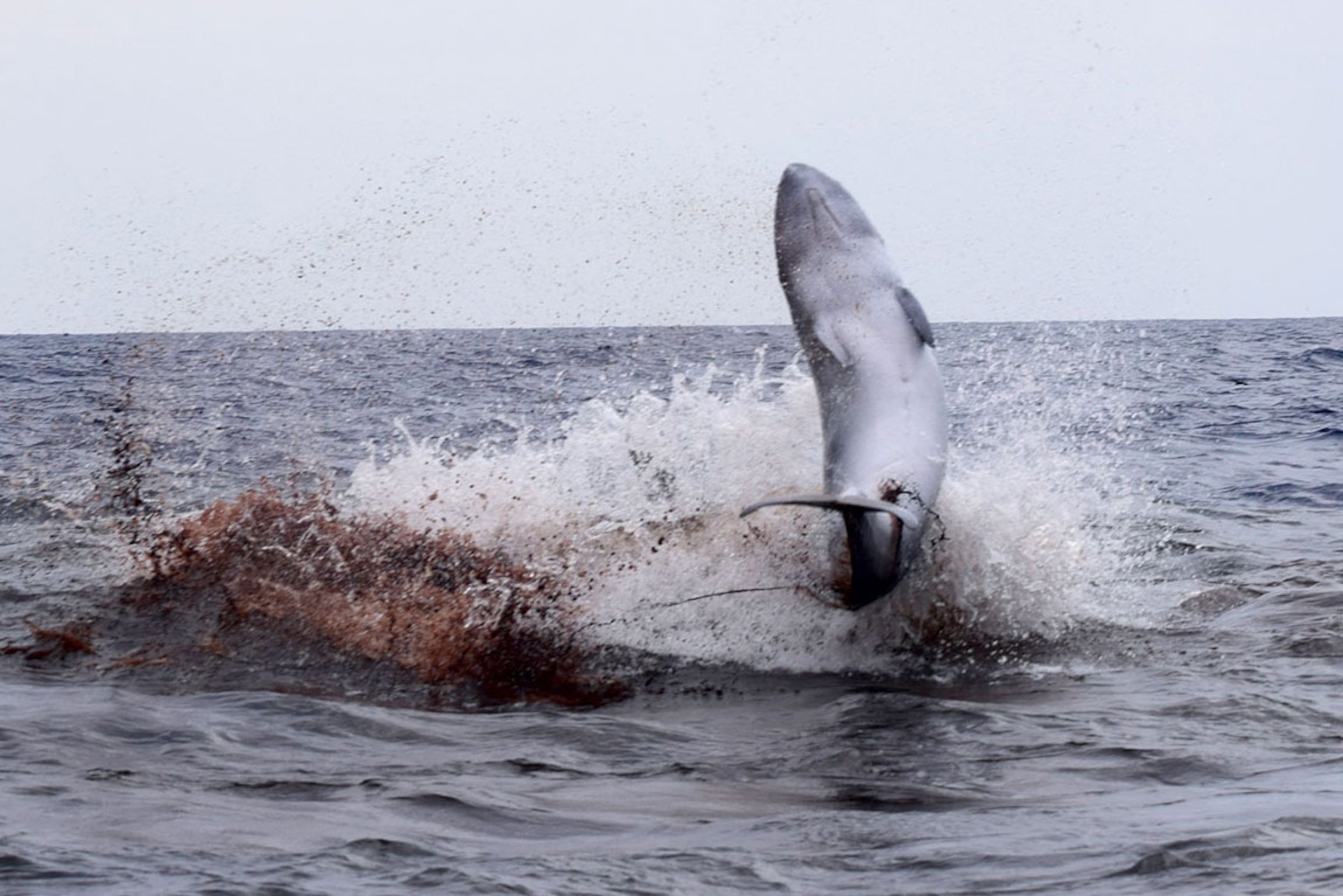 Dramatic Video Shows Deadly Tsunami Hitting Greenland | National