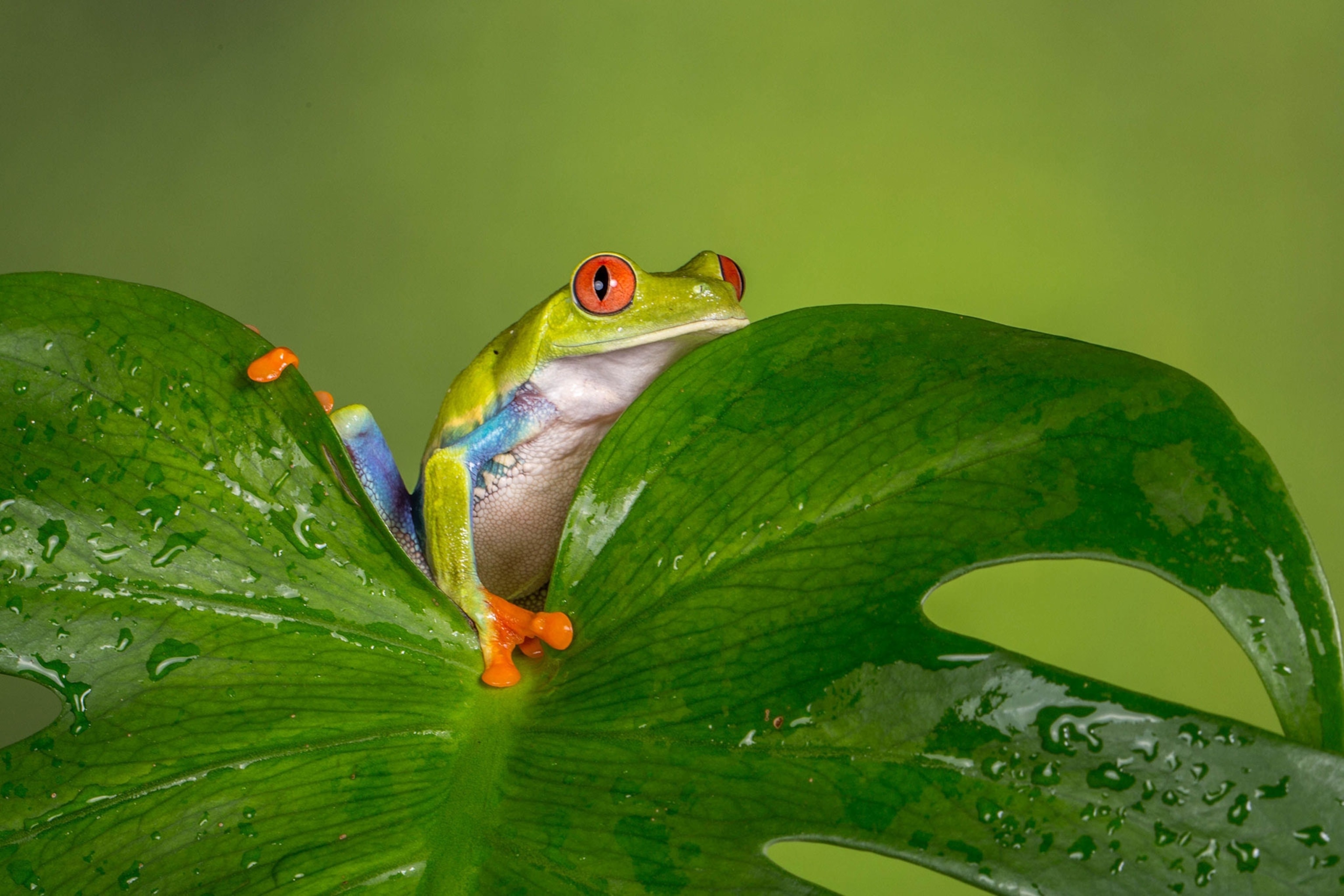 red-eyed tree frog