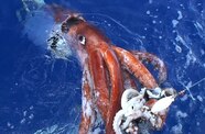 Giant Squids Have Huge Eyes To See Shiny Charging Whales National 