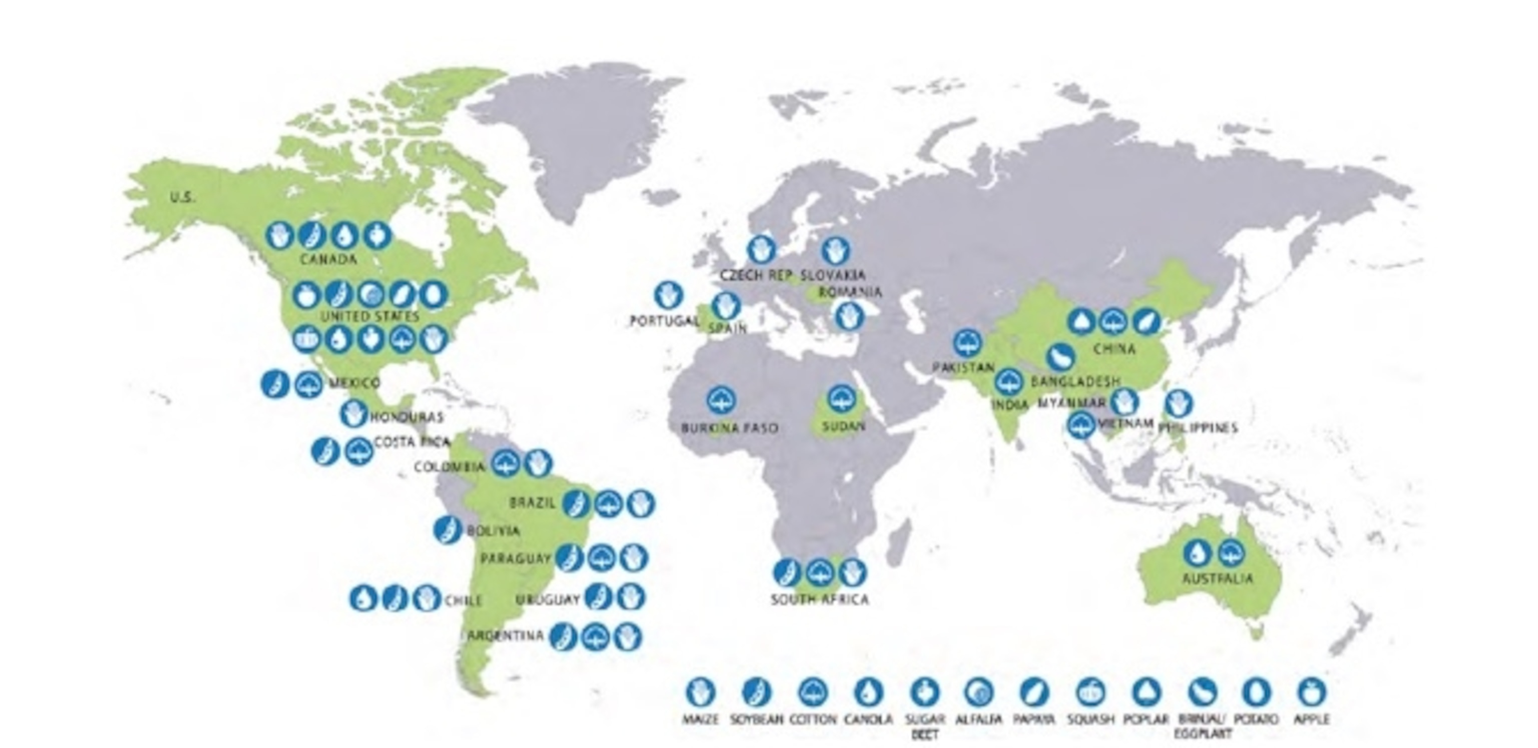 Map of the most common genetically modified food grown around the world