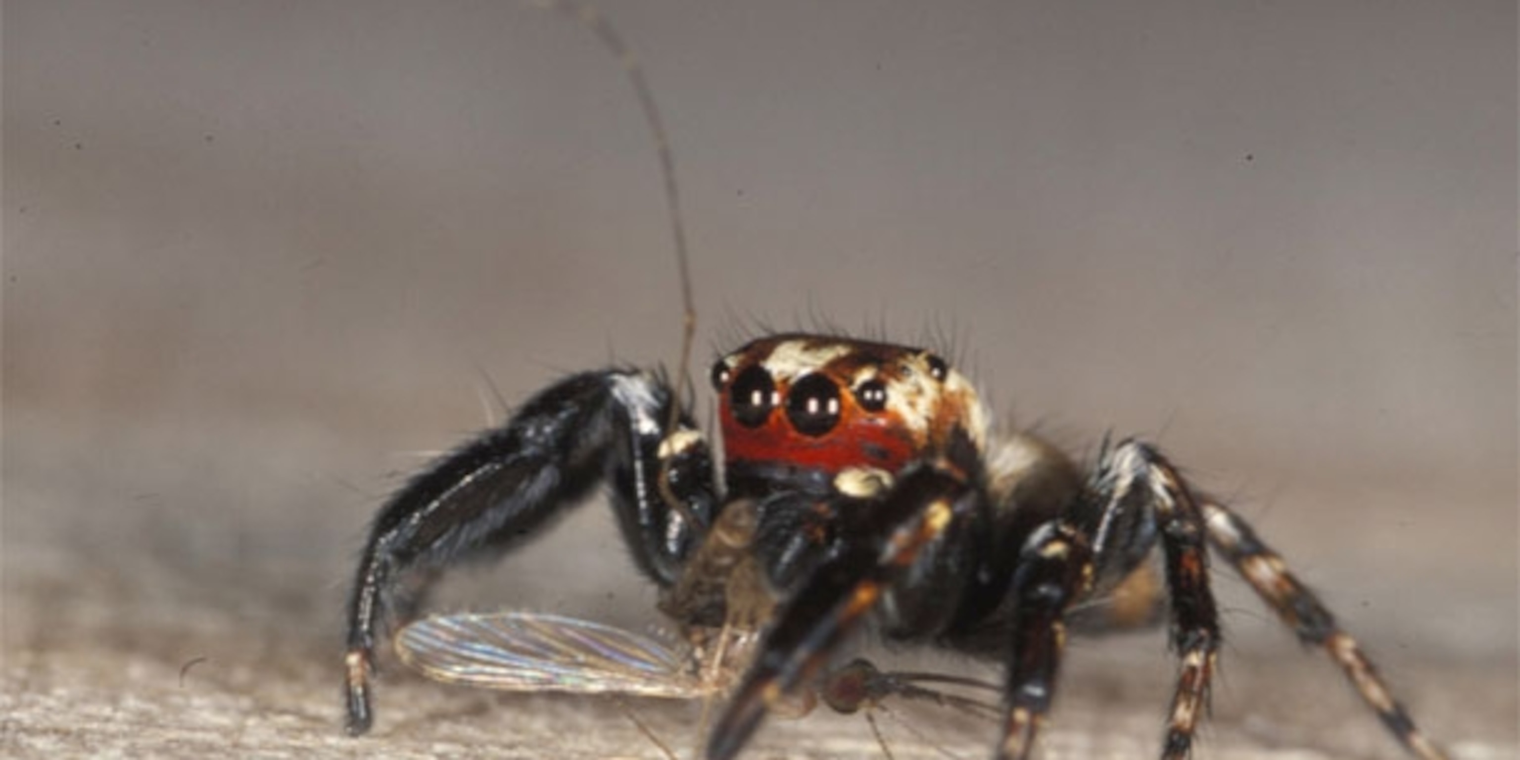 To study vampire spiders, build Frankenstein mosquitoes