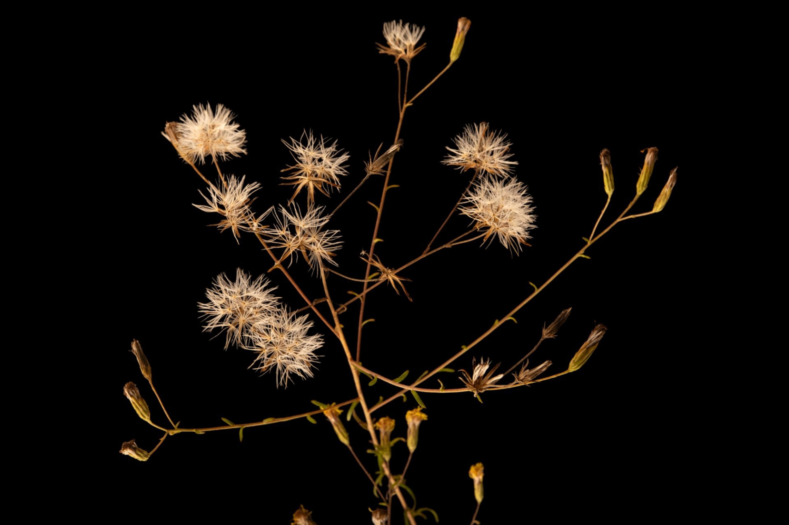 A federally endangered Florida brickell-bush against a black background.