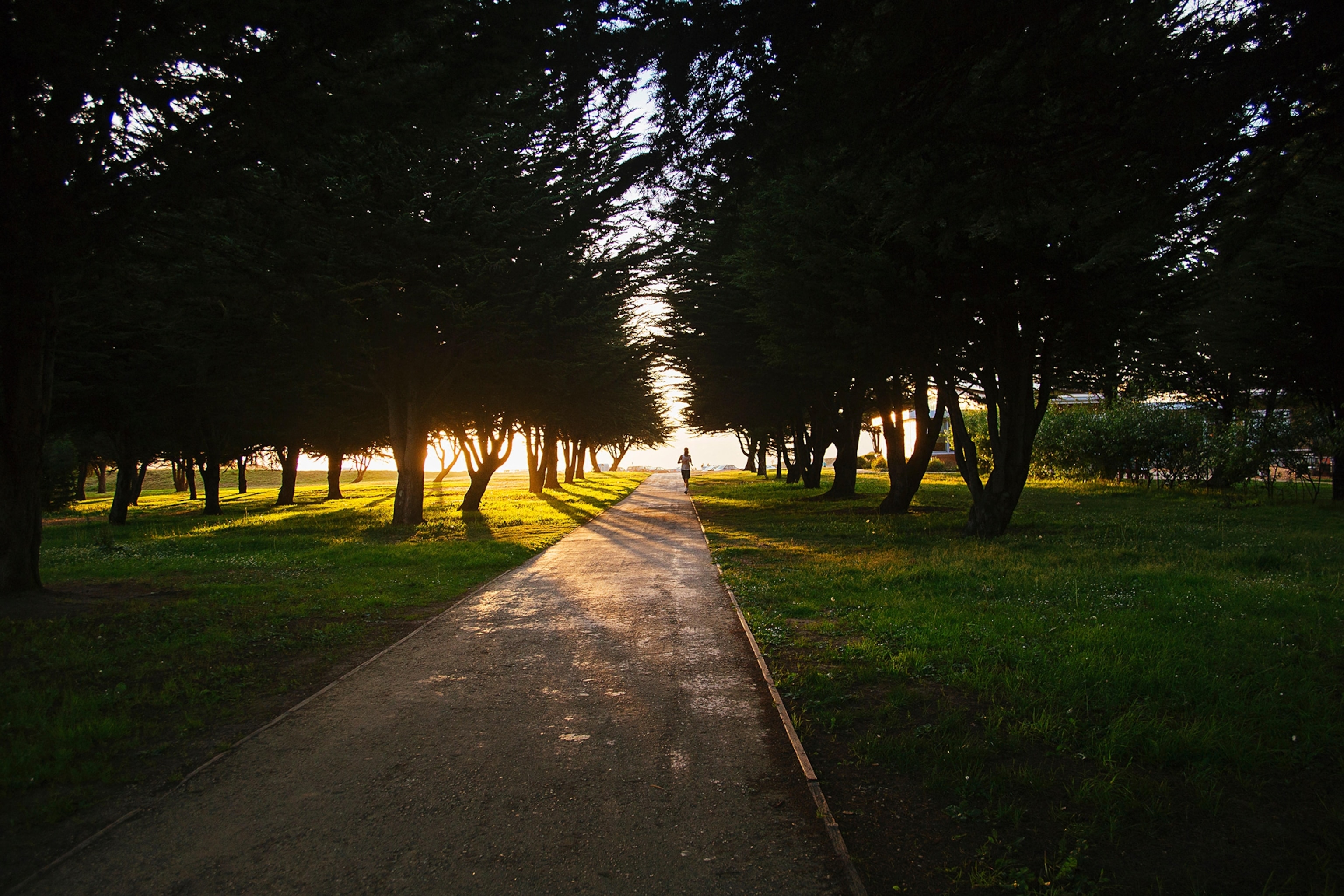 Silhouetted view of The Presidio park, San Francisco, California, USA