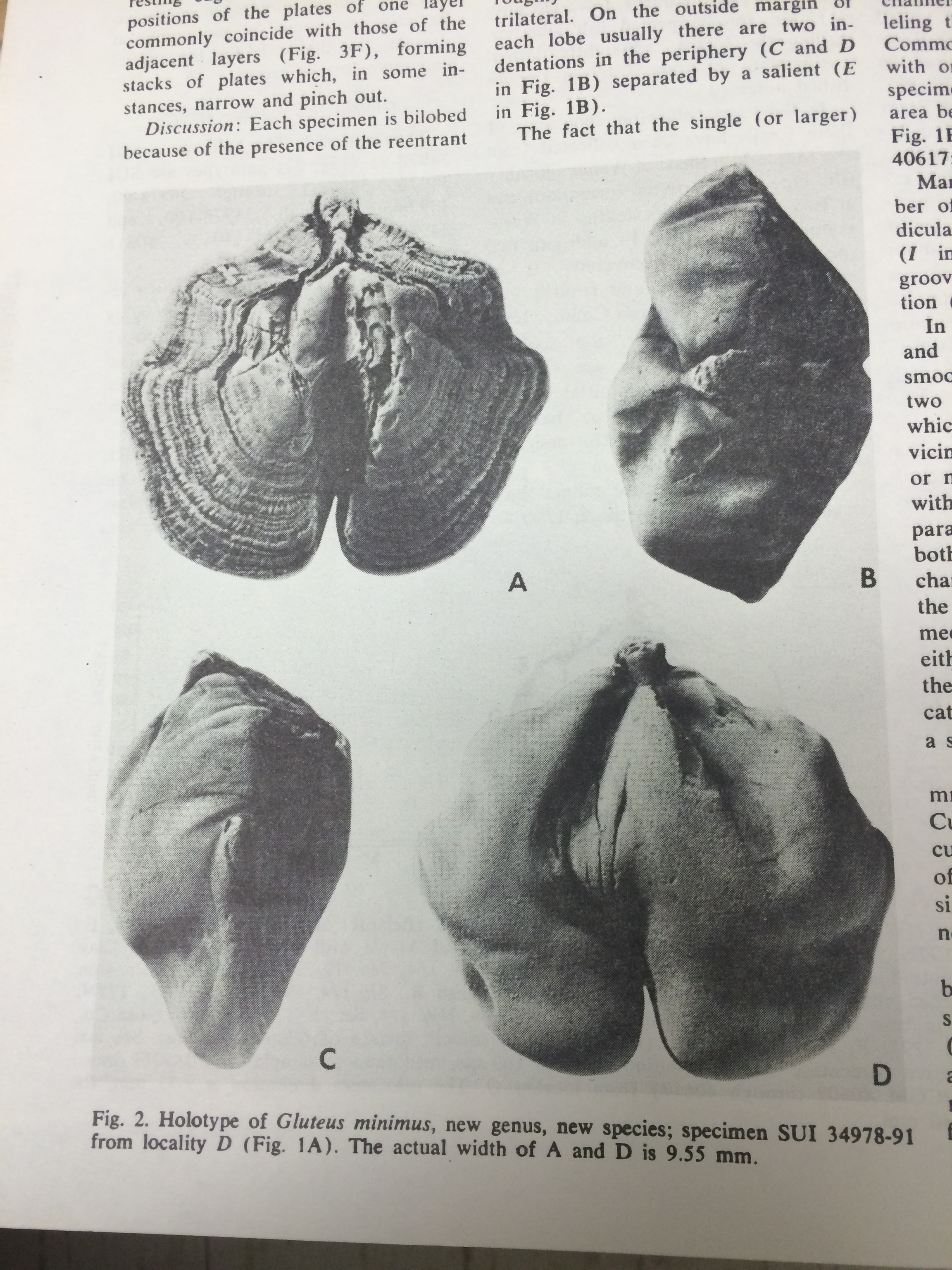 A snapshot of the Science paper describing Gluteus minimus, depicting the holotype.