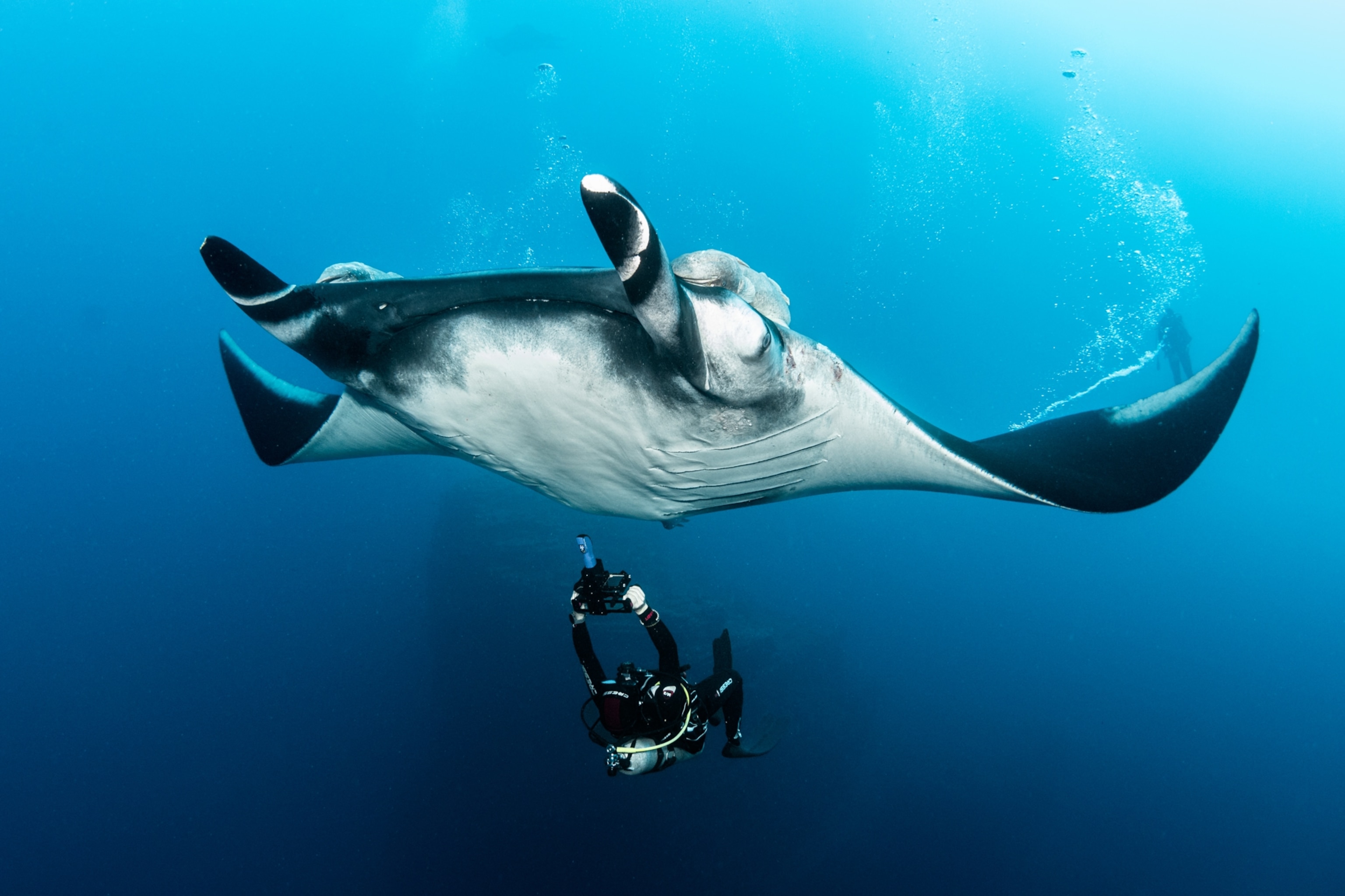 A diver using a portable ultrasound scans a large manta ray swimming gracefully in the clear blue ocean