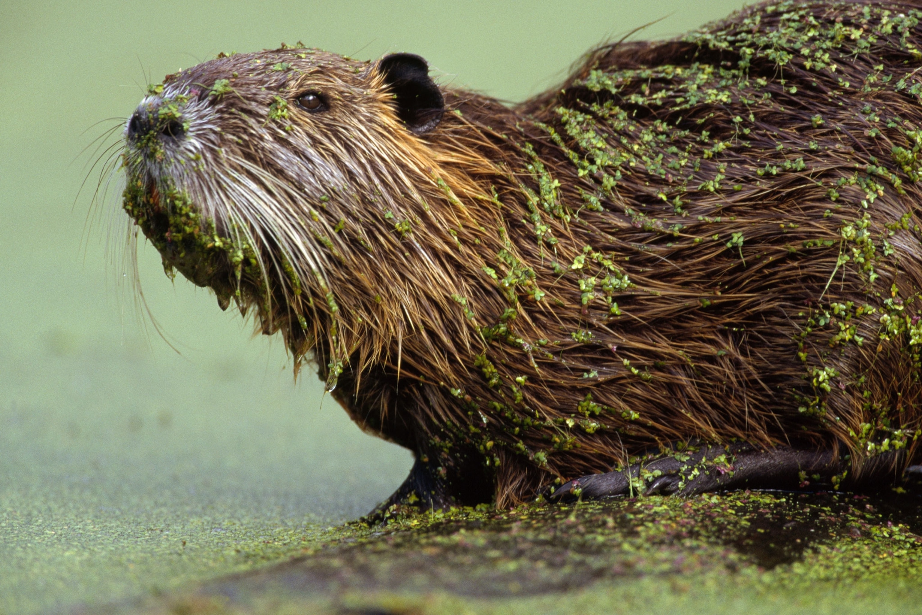 Nutria Have a History of Destruction in the U.S.