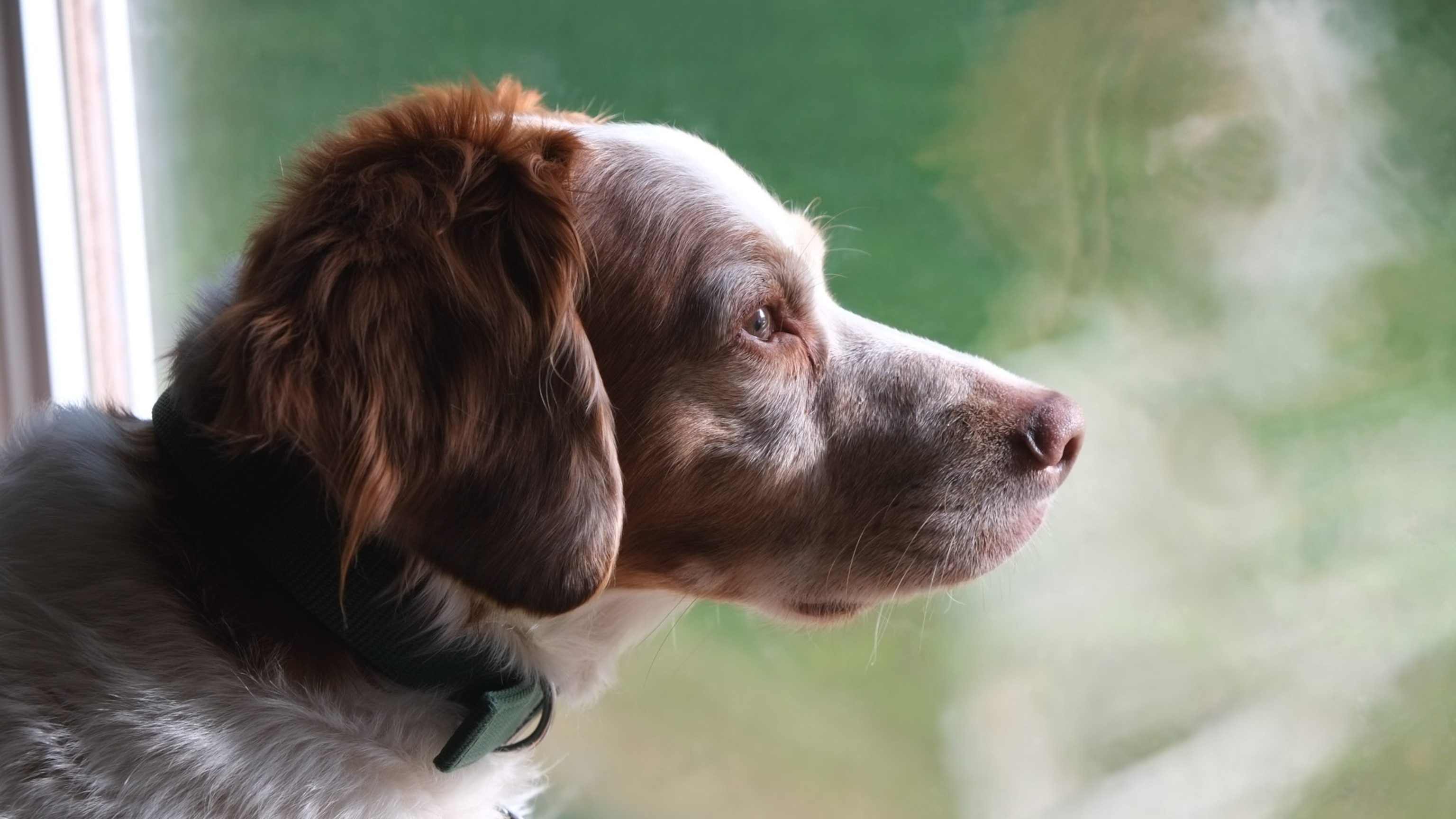 A mysterious new respiratory illness is spreading in dogs. Here’s what we know.