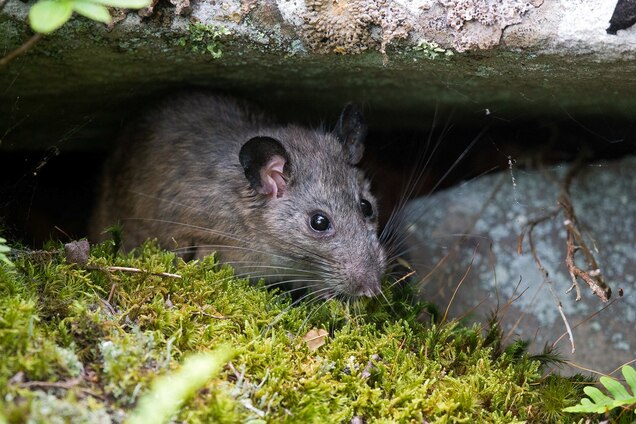 Woodrat_portrait_2.jpg?w=636&h=424